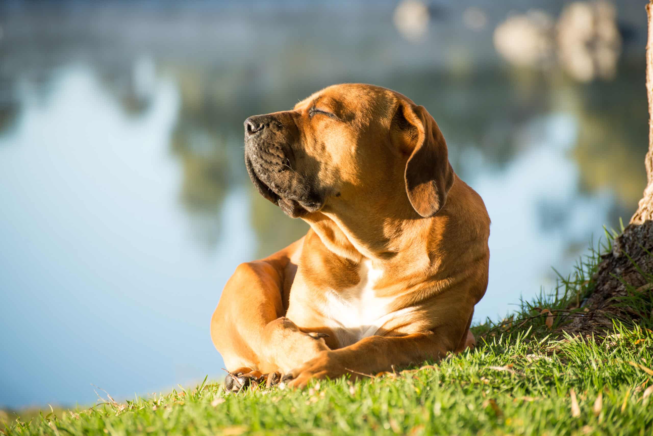 cane felice sotto il sole
