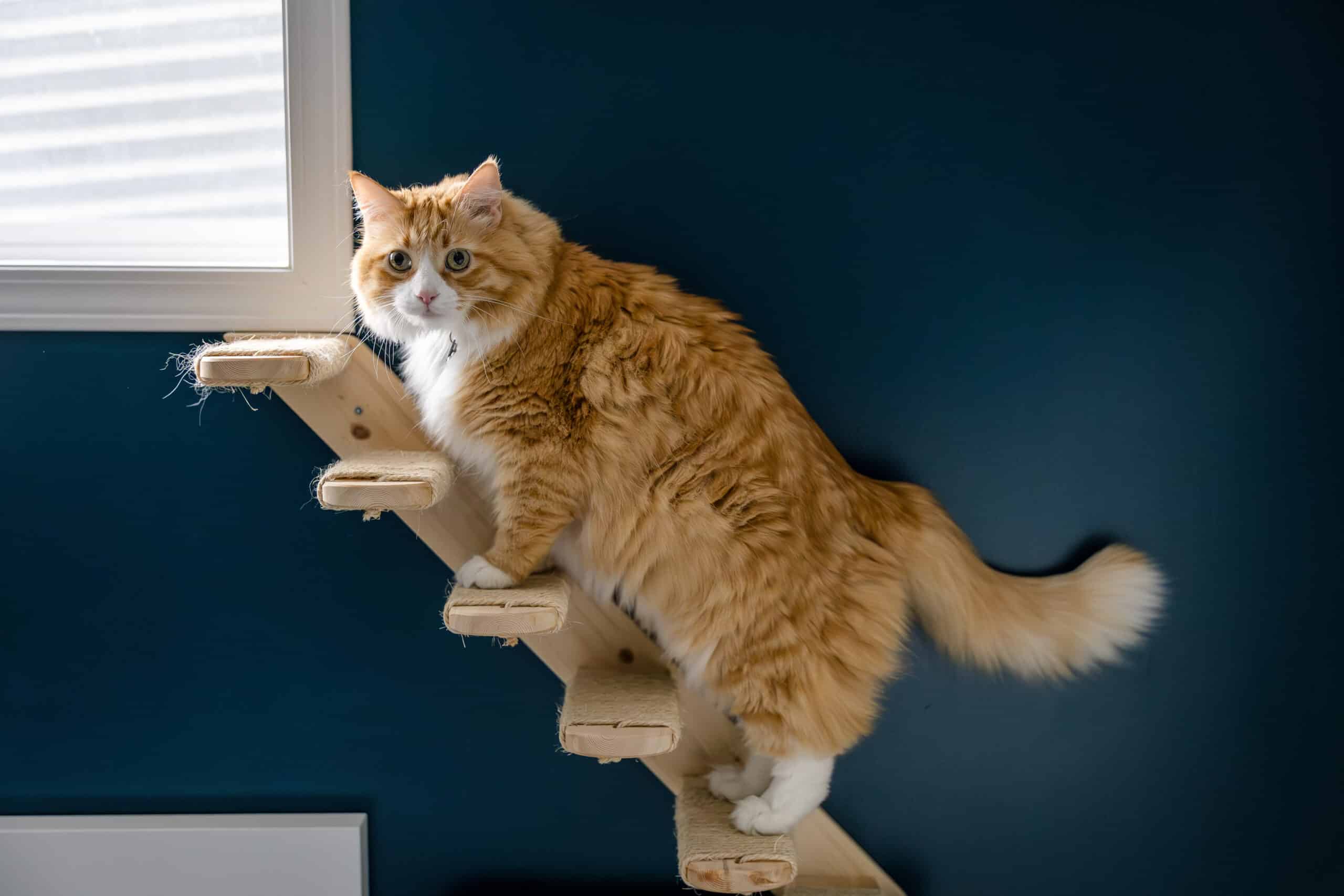 scala per gatti