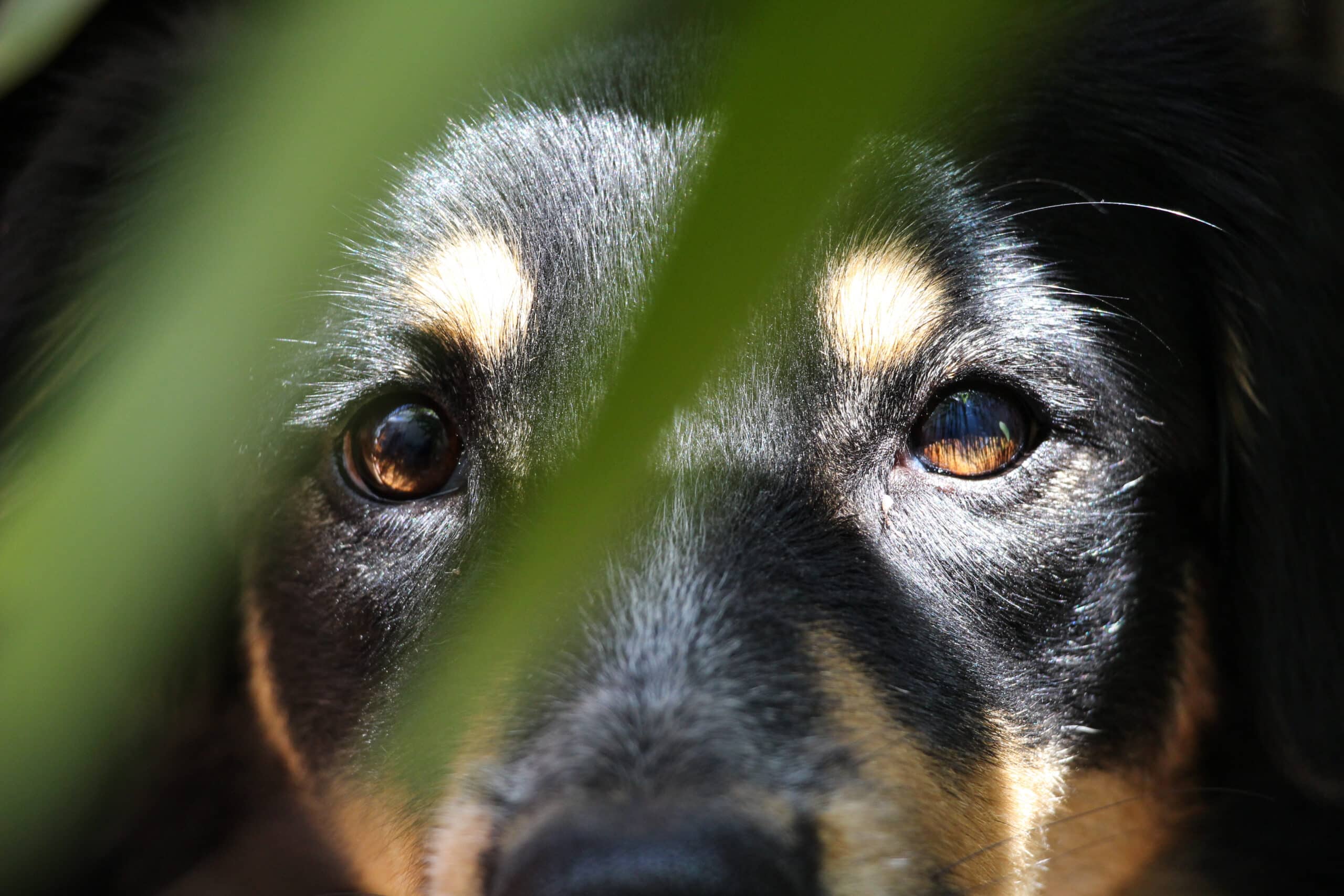 sguardo intenso di un cane significato