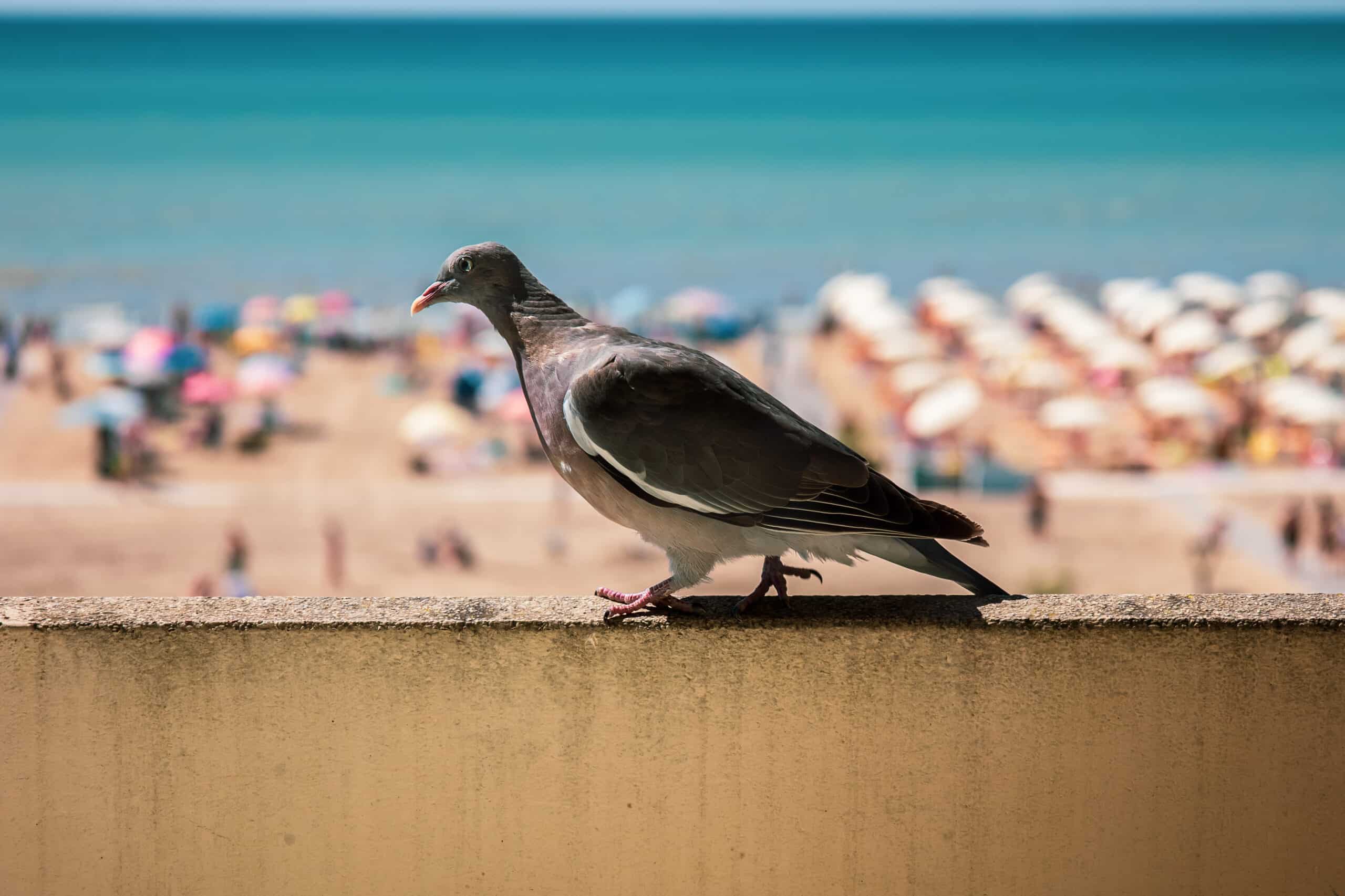 piccione sul balcone, la soluzione