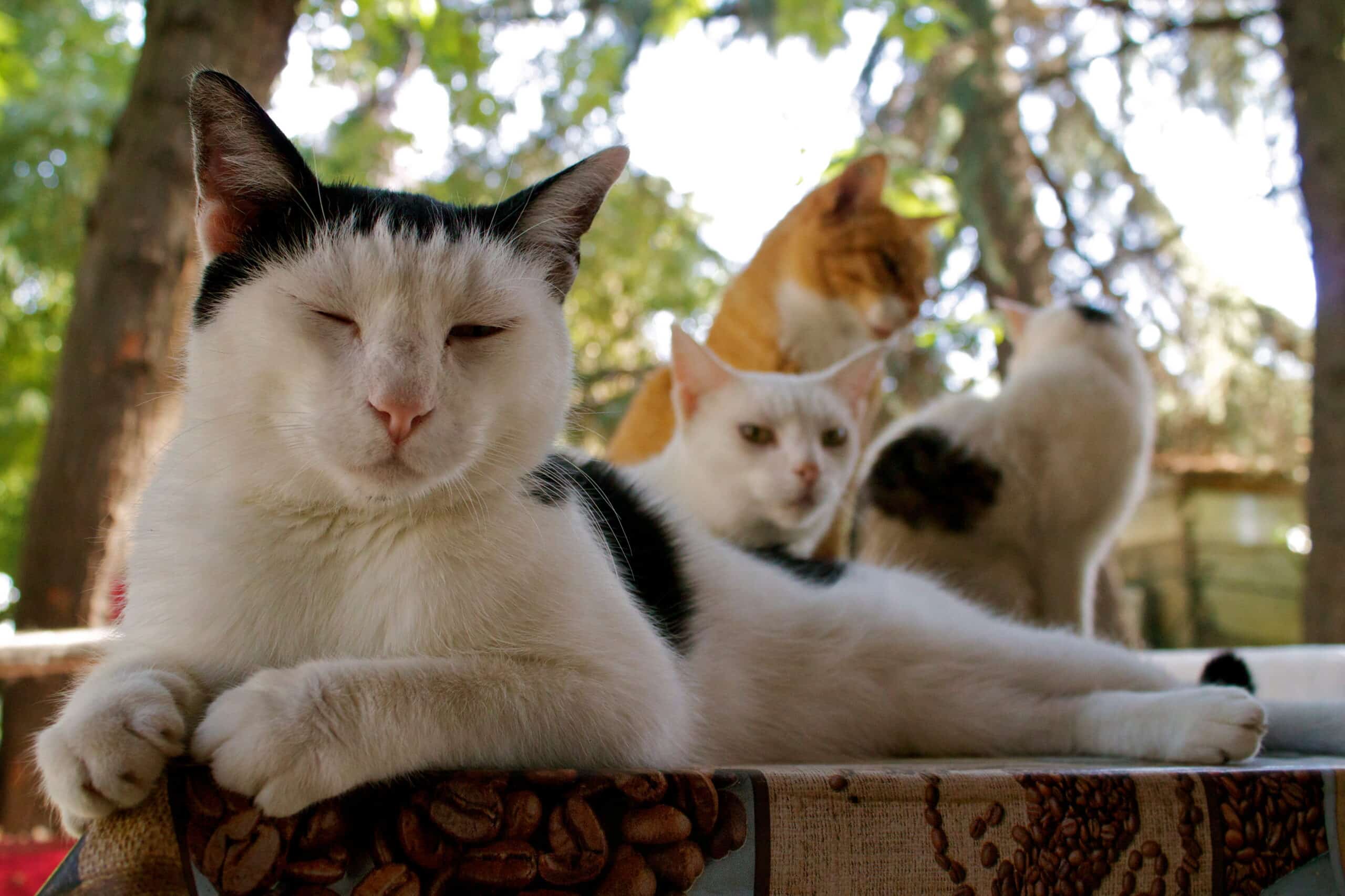 Gatti felici e ben gestiti