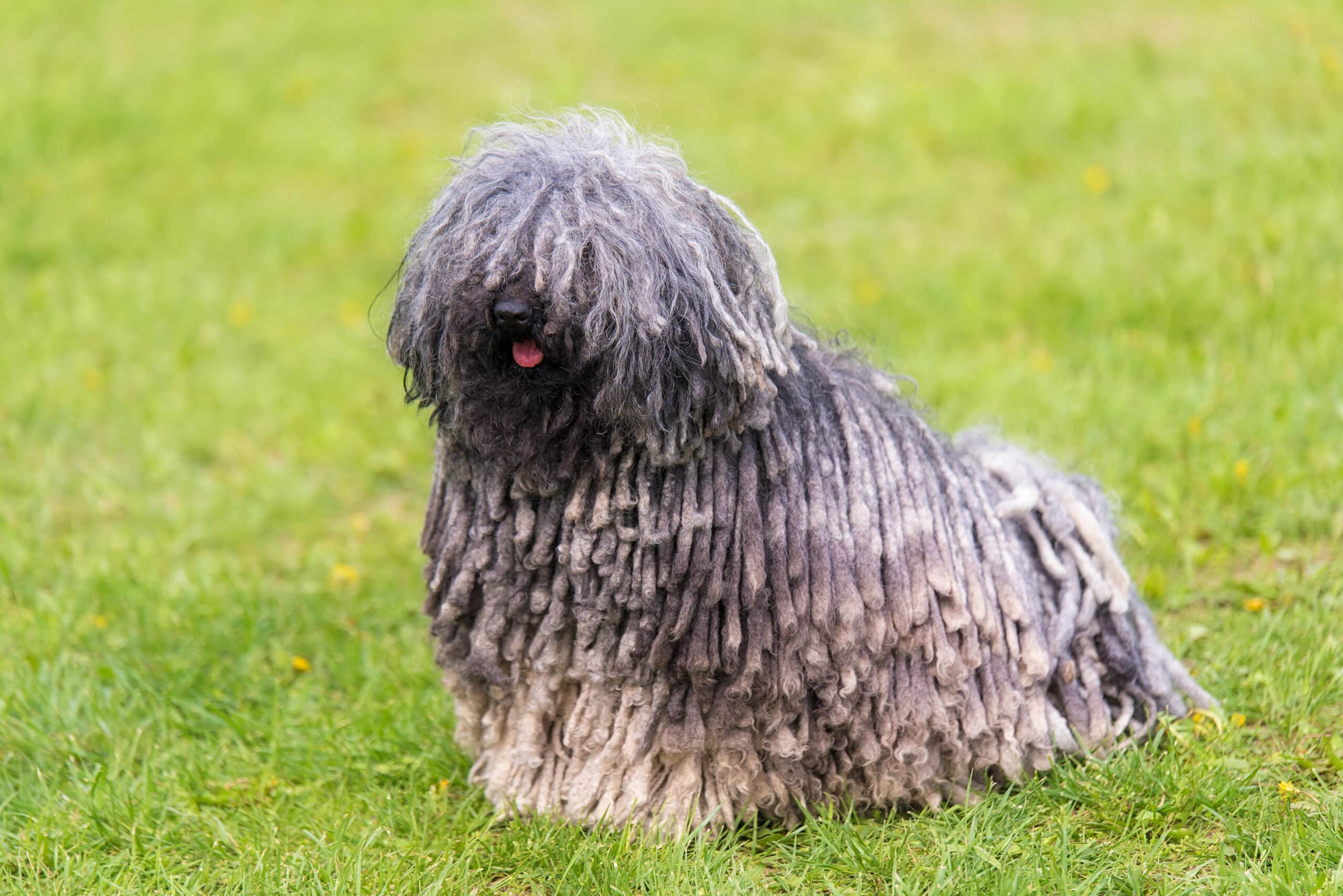Puli: pelo a cordoni tra i cani più strani