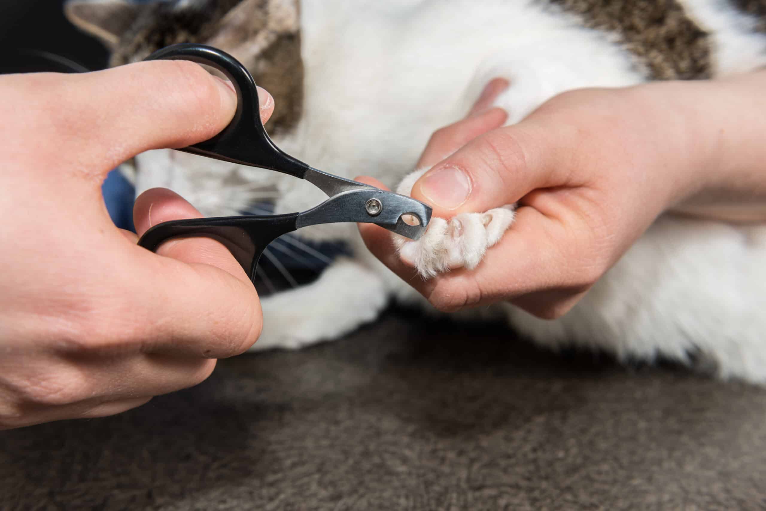 taglio delle unghie dei gatti, smettete