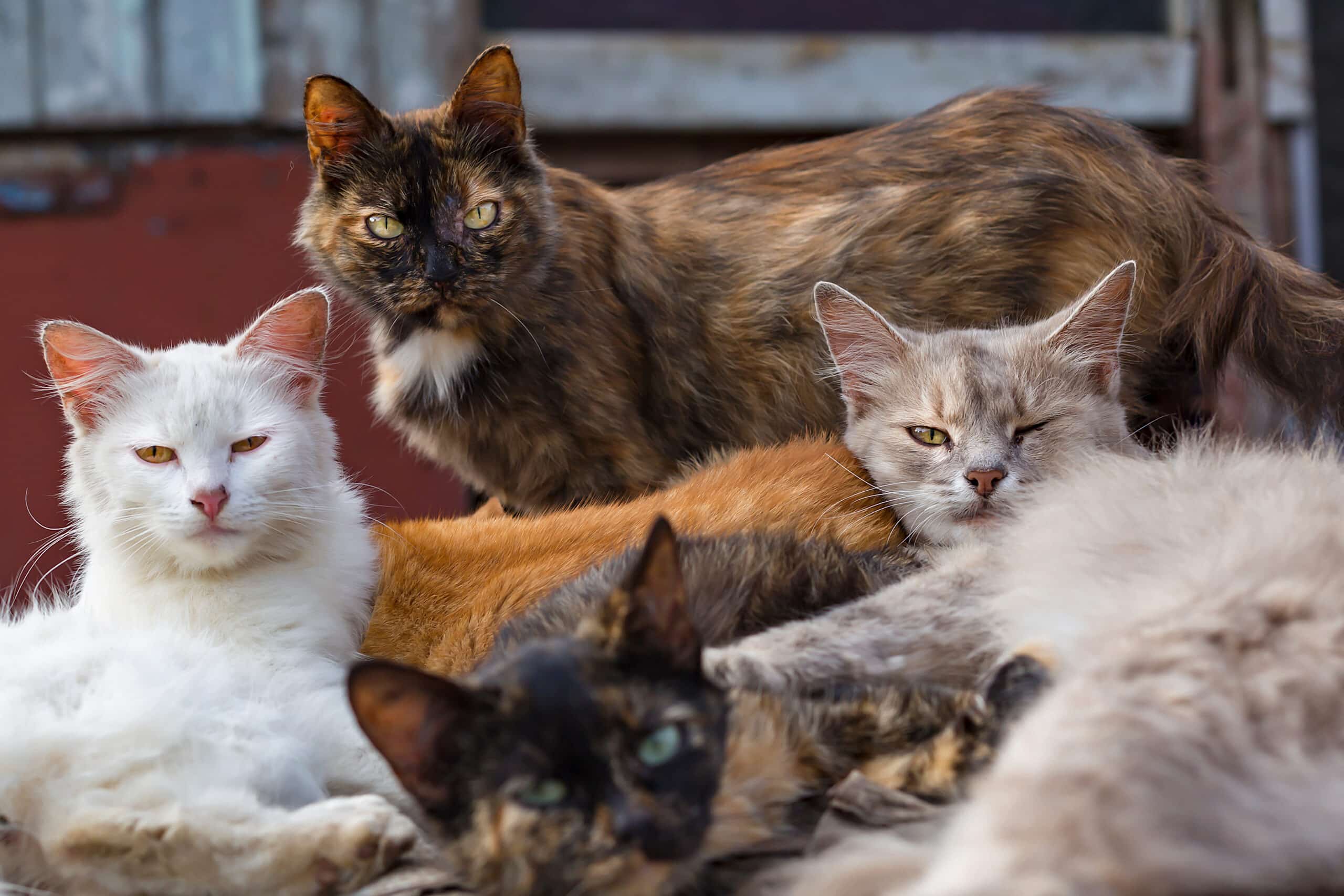 gatos em casa