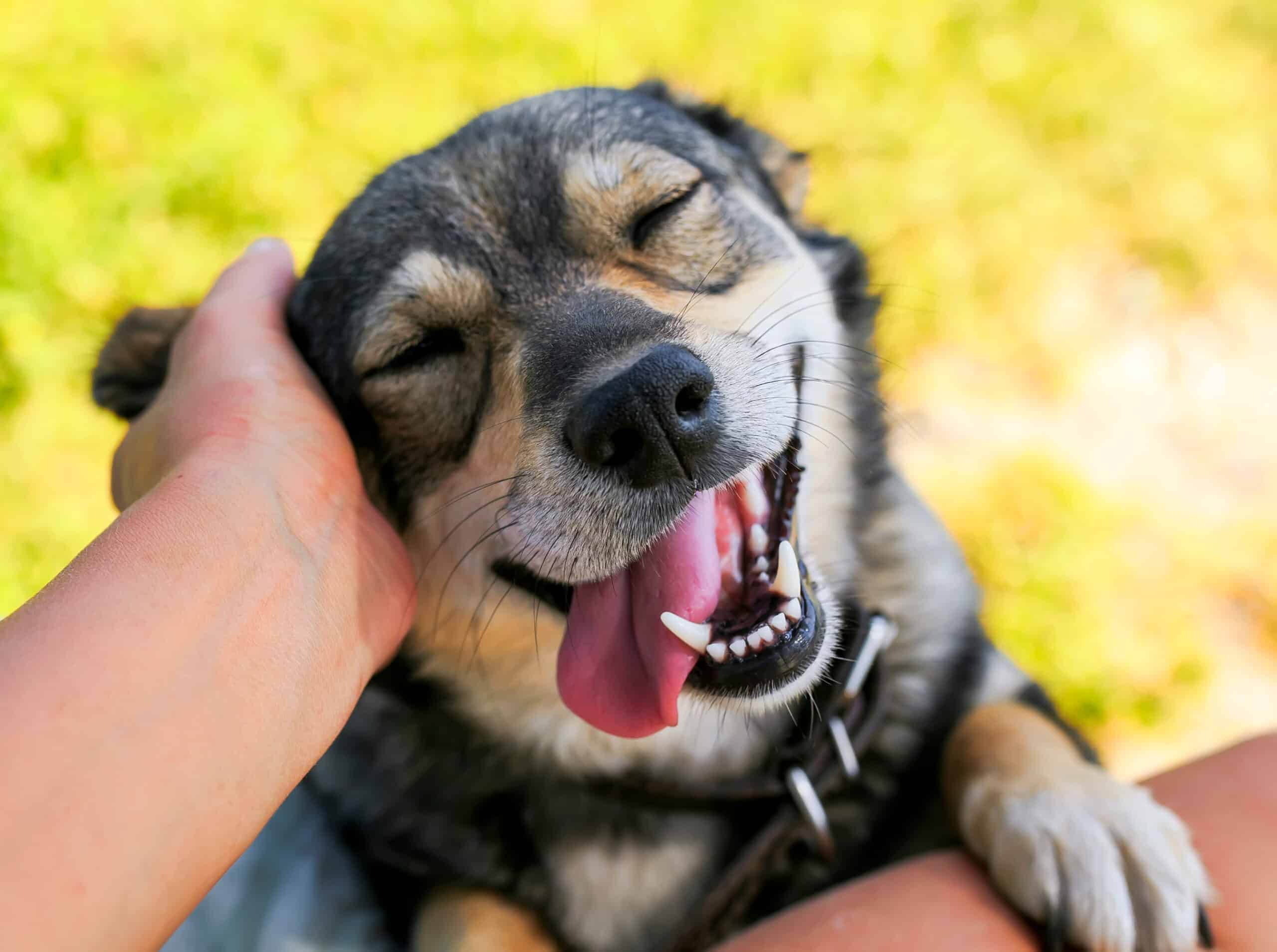 cane felice accarezzato