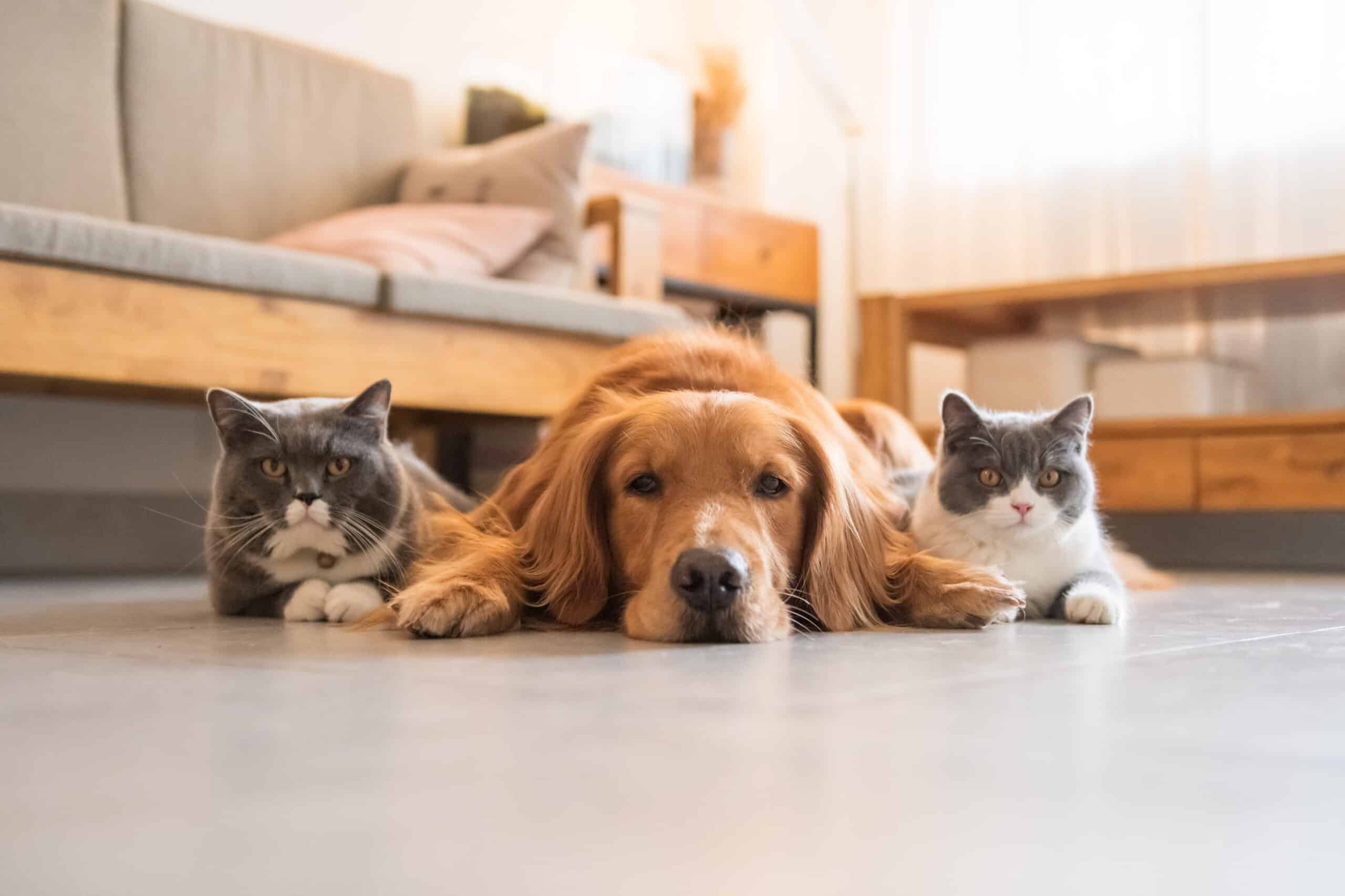 gatti e cani, gatti più longevi