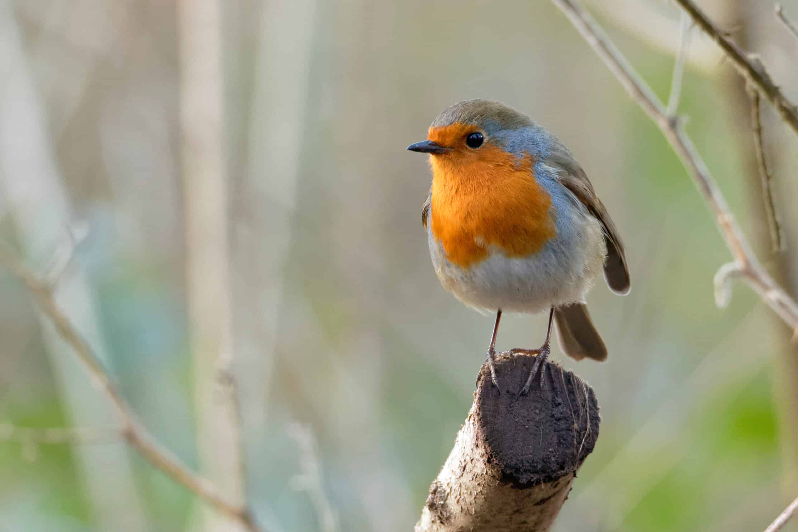 un pettirosso, che siificazione