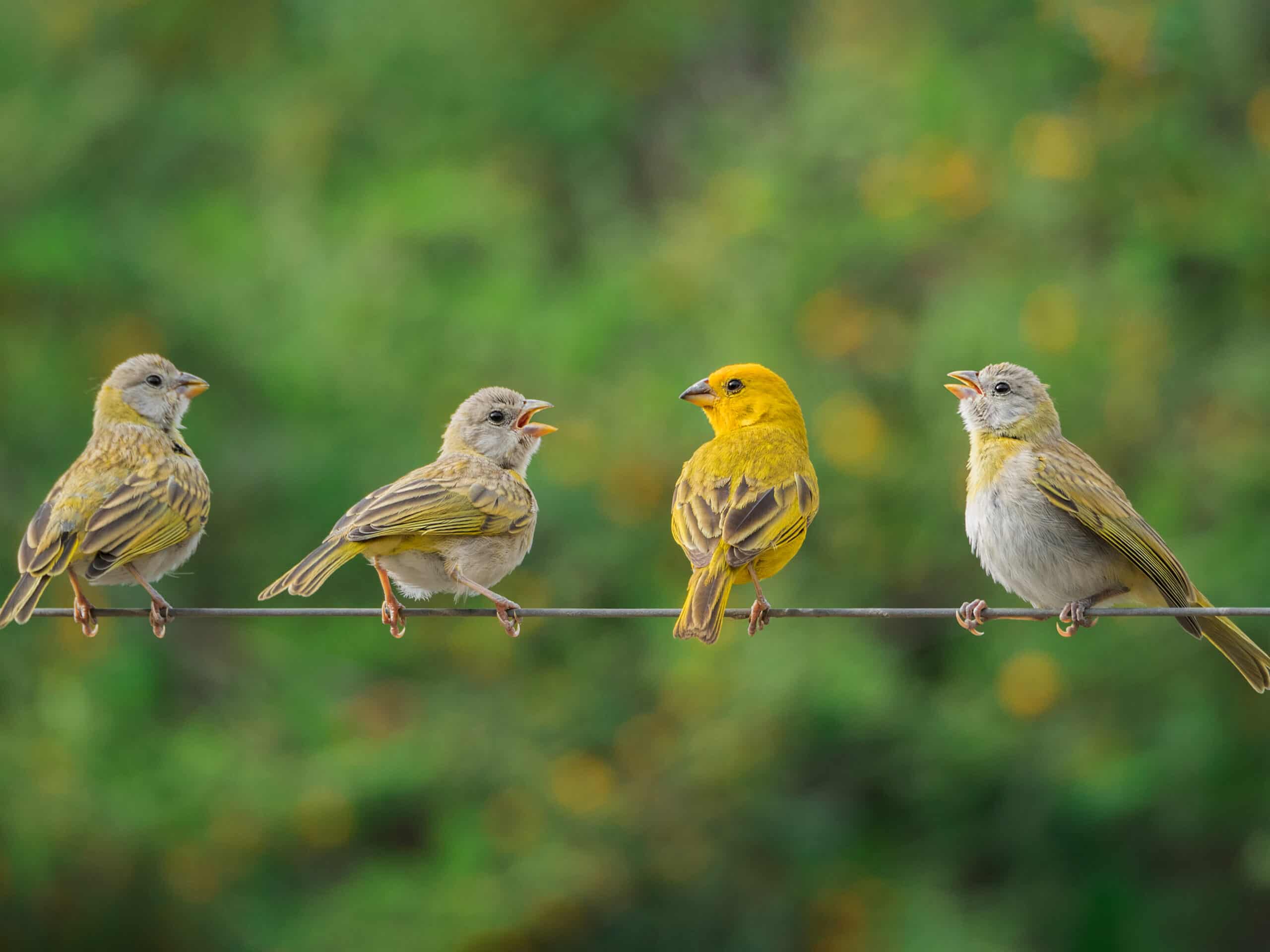uccelli che cantano al mattino