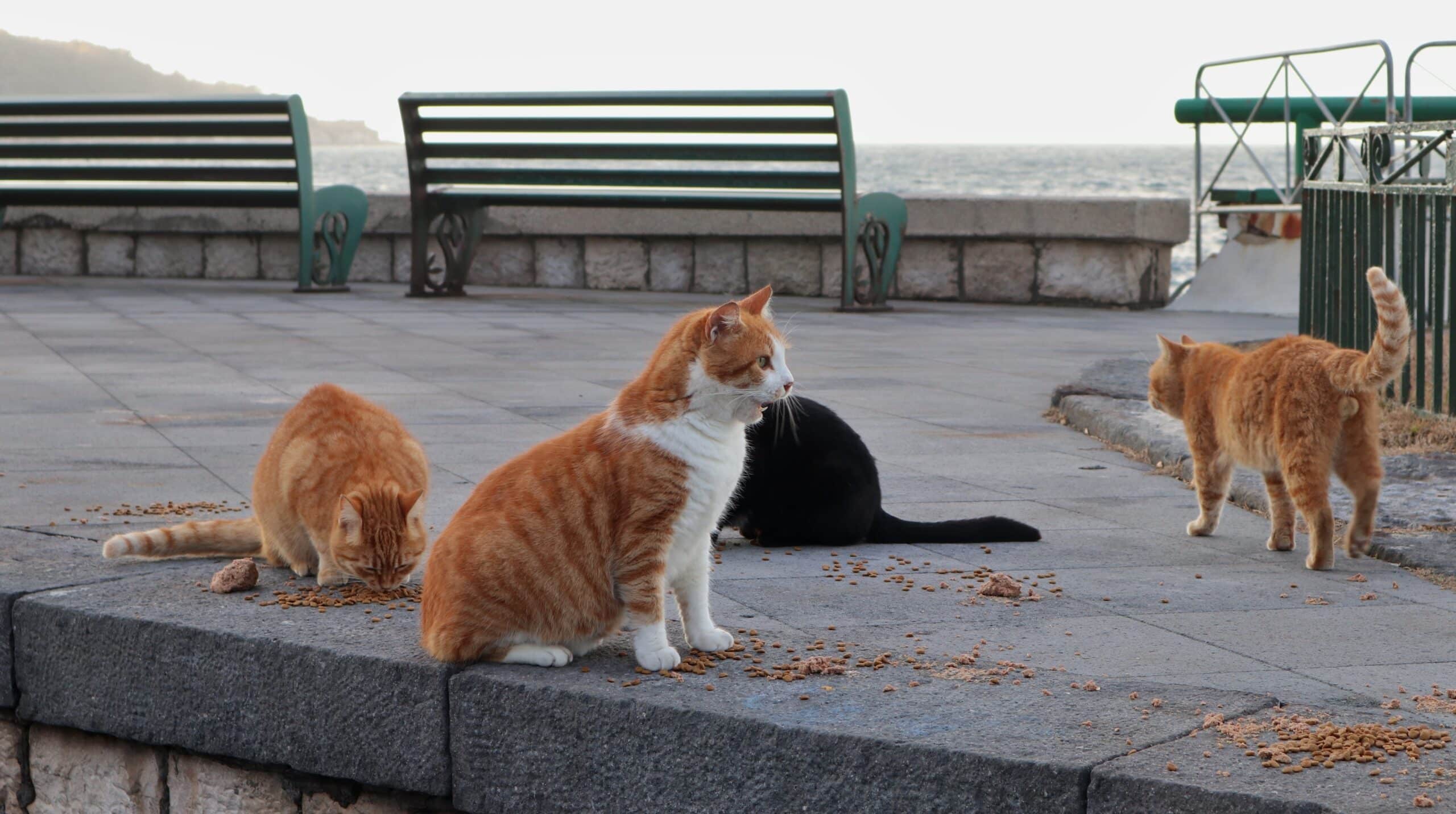 paese dei gatti in Toscana