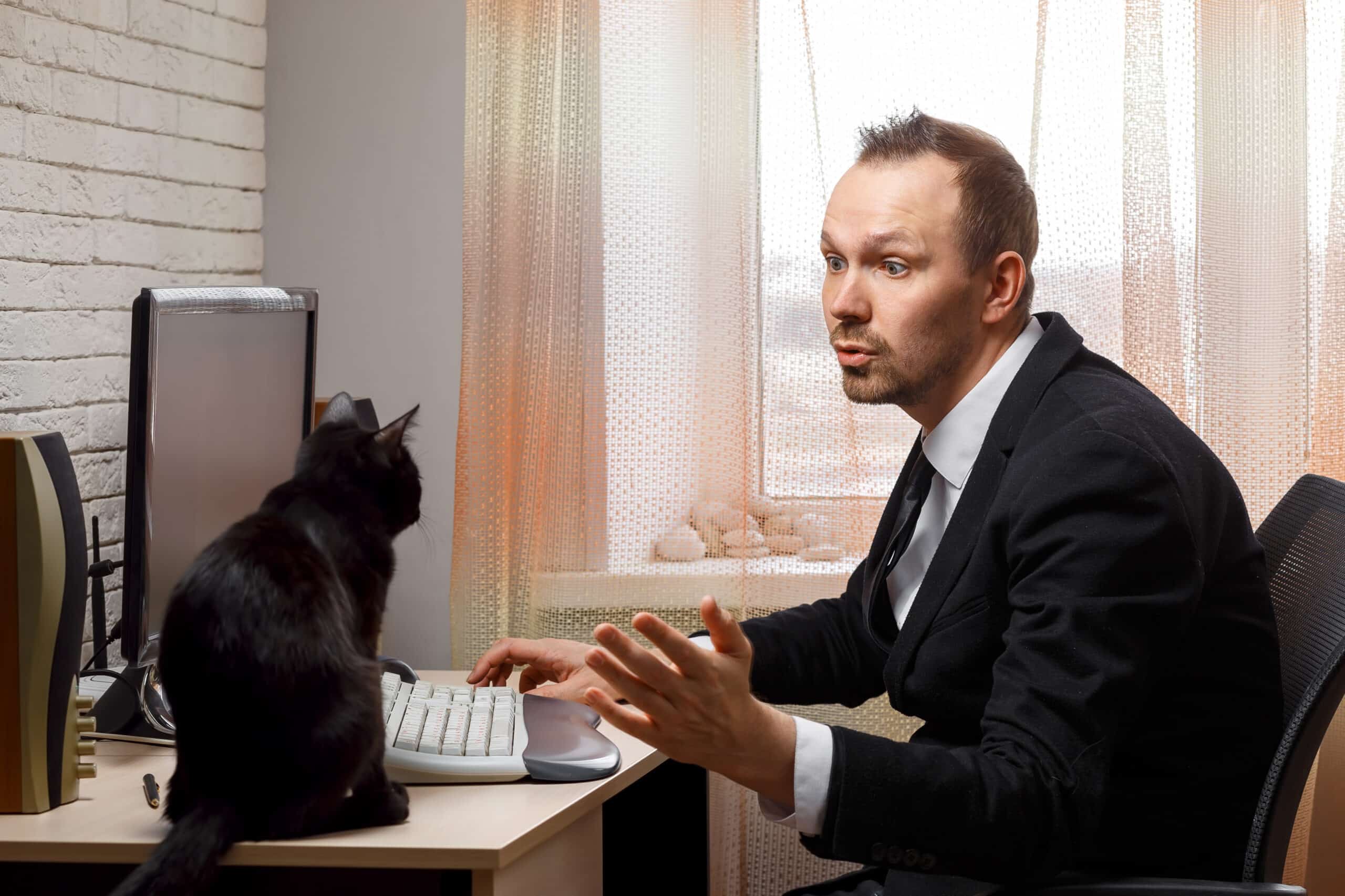 proprietário que fala com o seu gato, vantagens