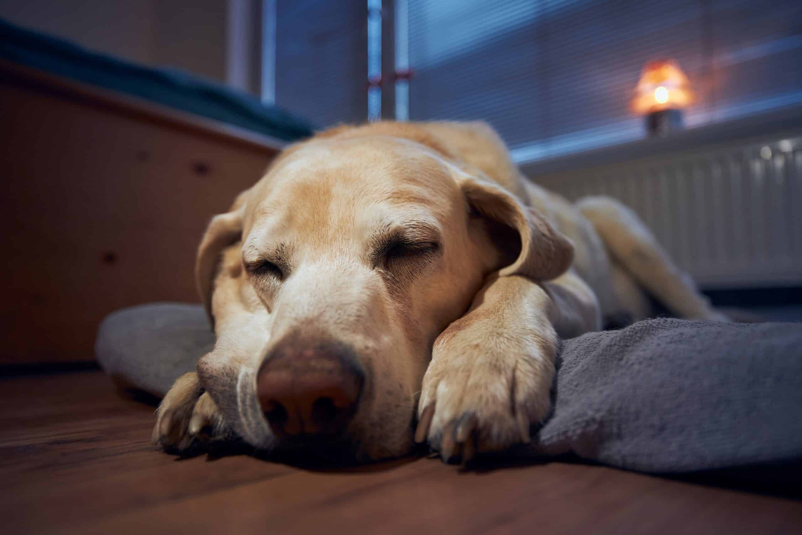 cane che dorme