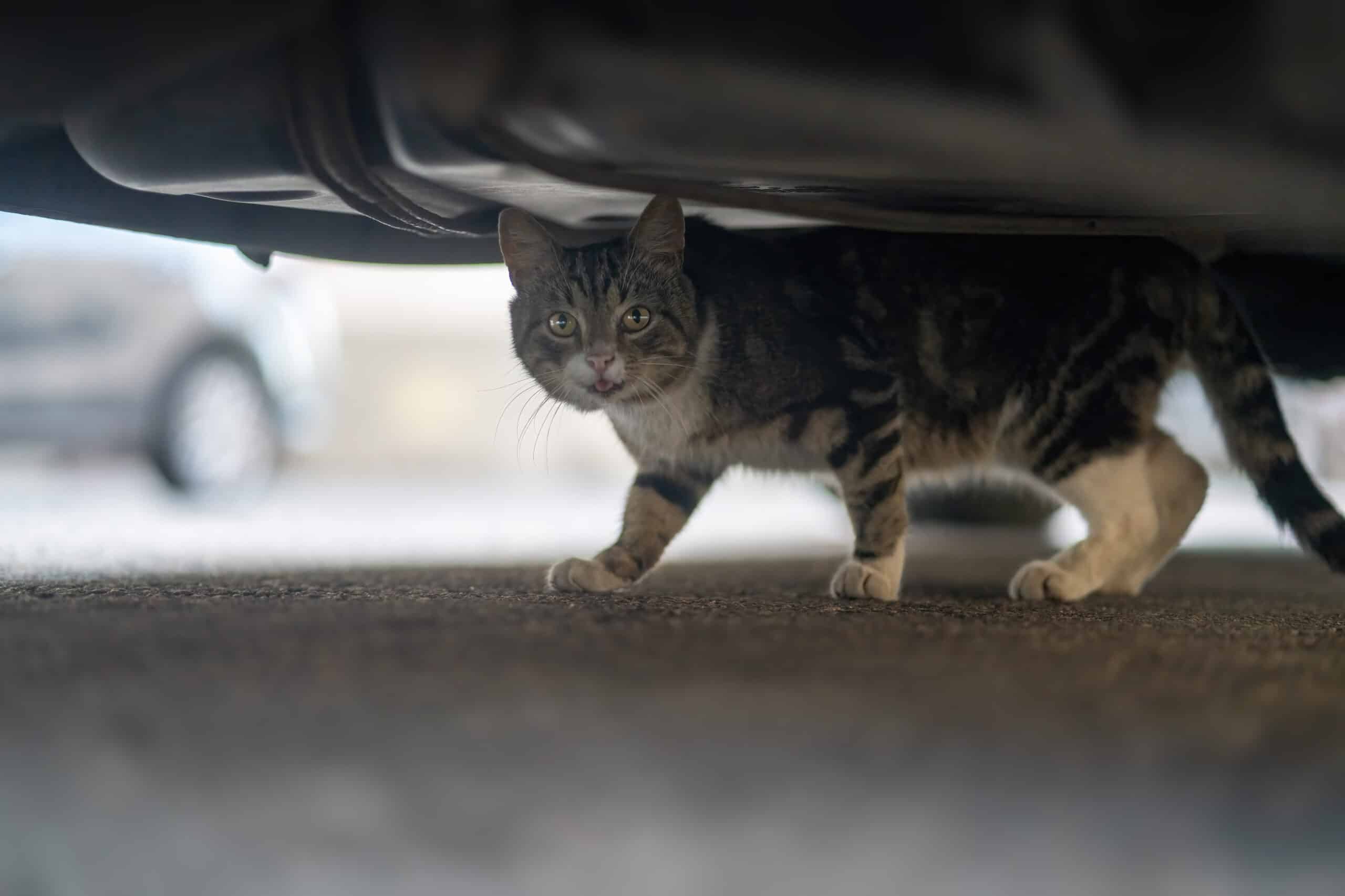 il gatto dimentica il suo padrone