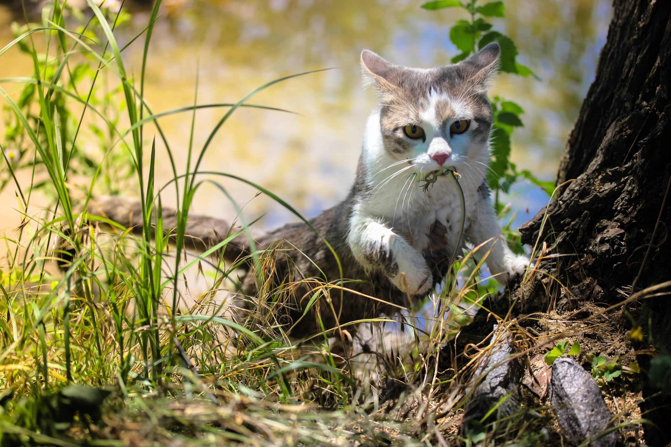 gatto mangia lucertola