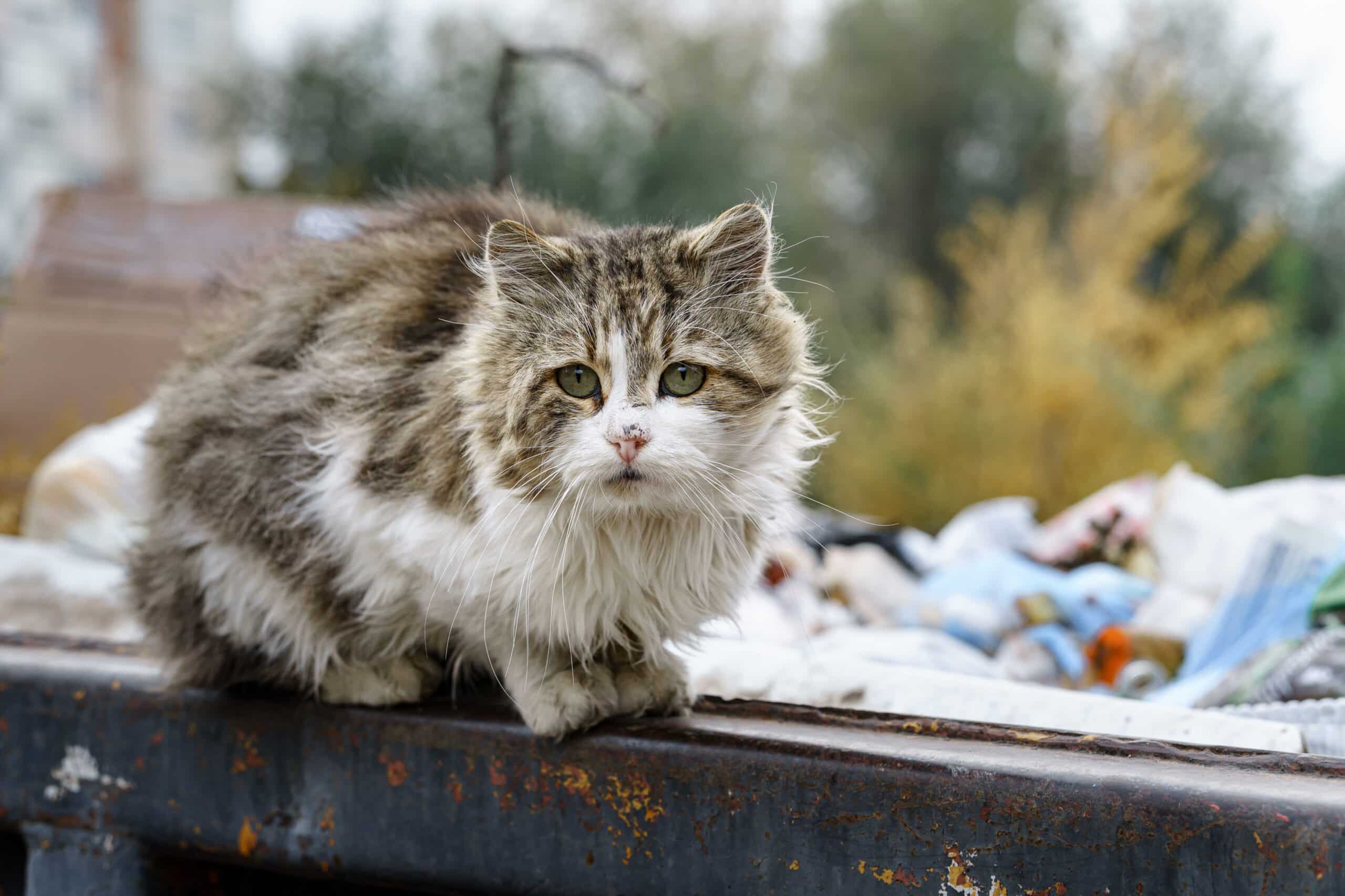 gatto abbandonato dimentica il suo padrone
