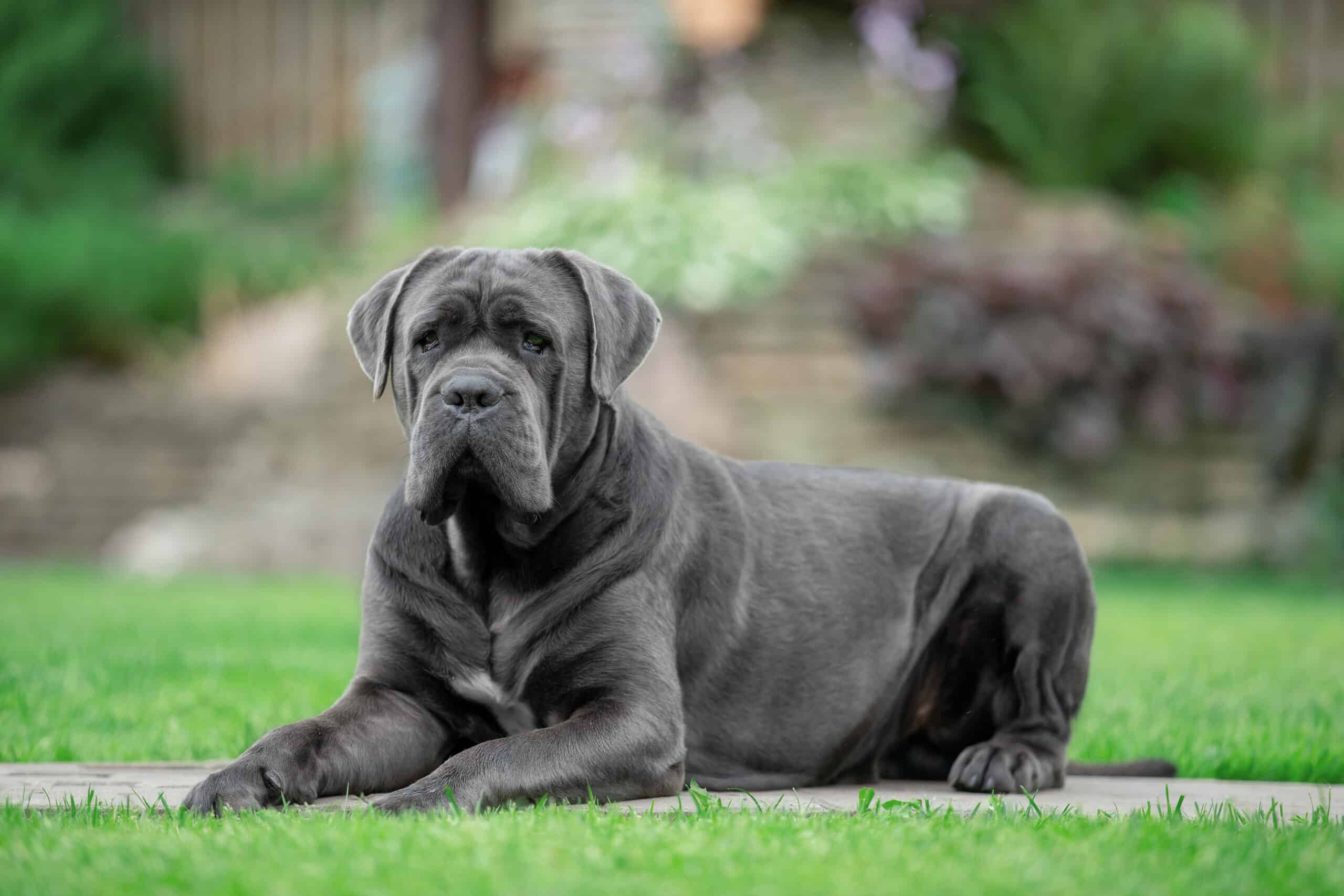 Il cane Corso tra i preferiti dagli americani