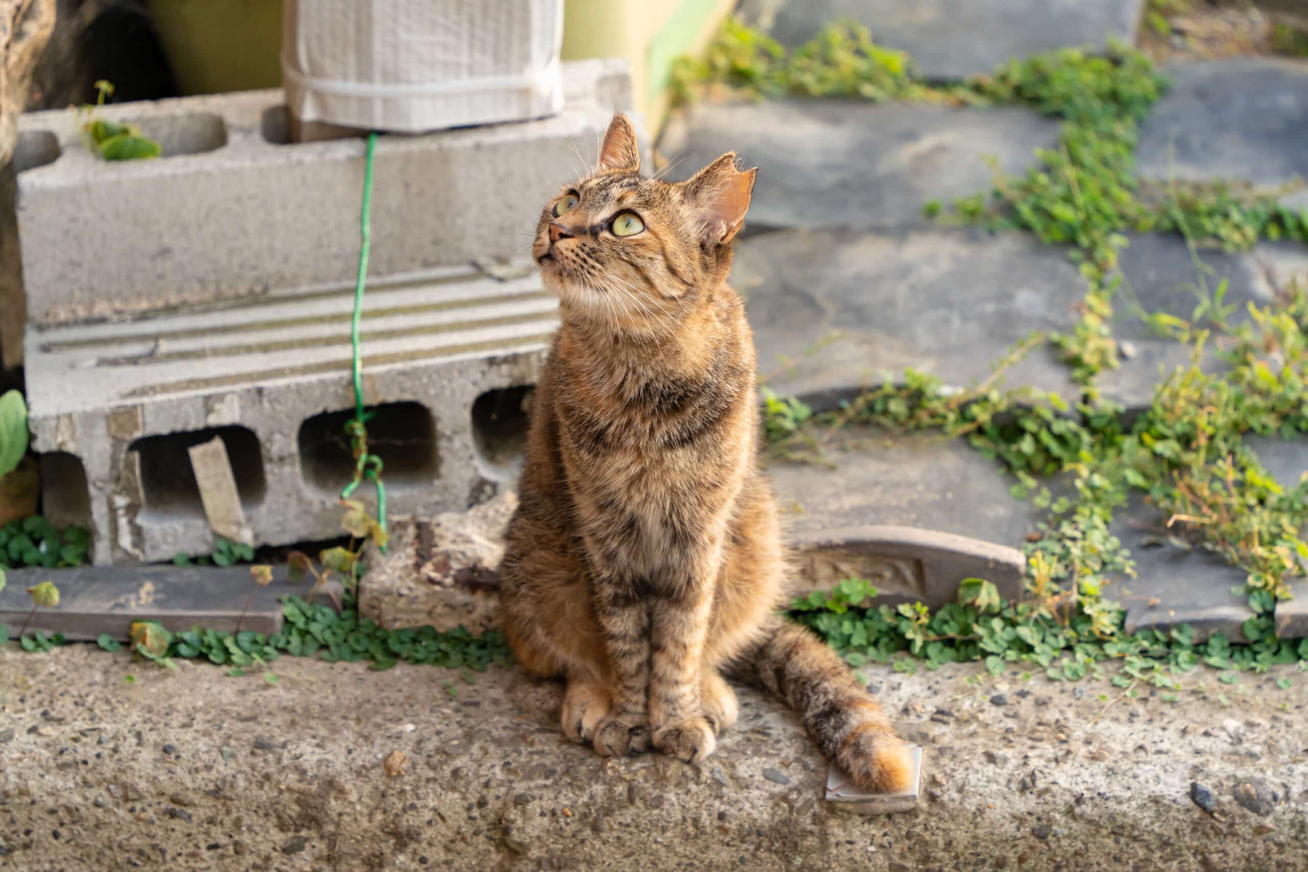 gatti randagi difficili da accarezzare