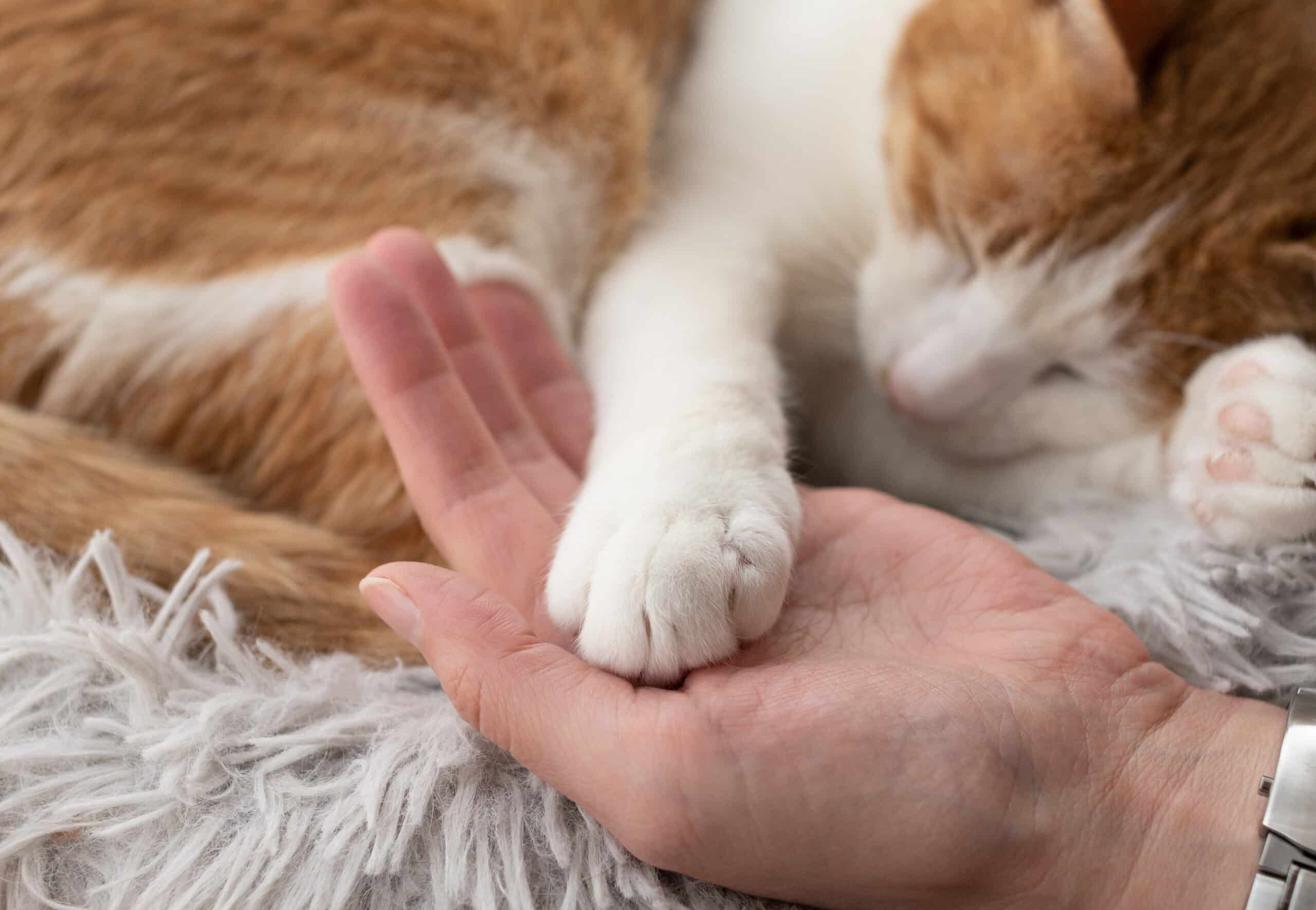 gatto che ti tocca con la zampa, il motivo
