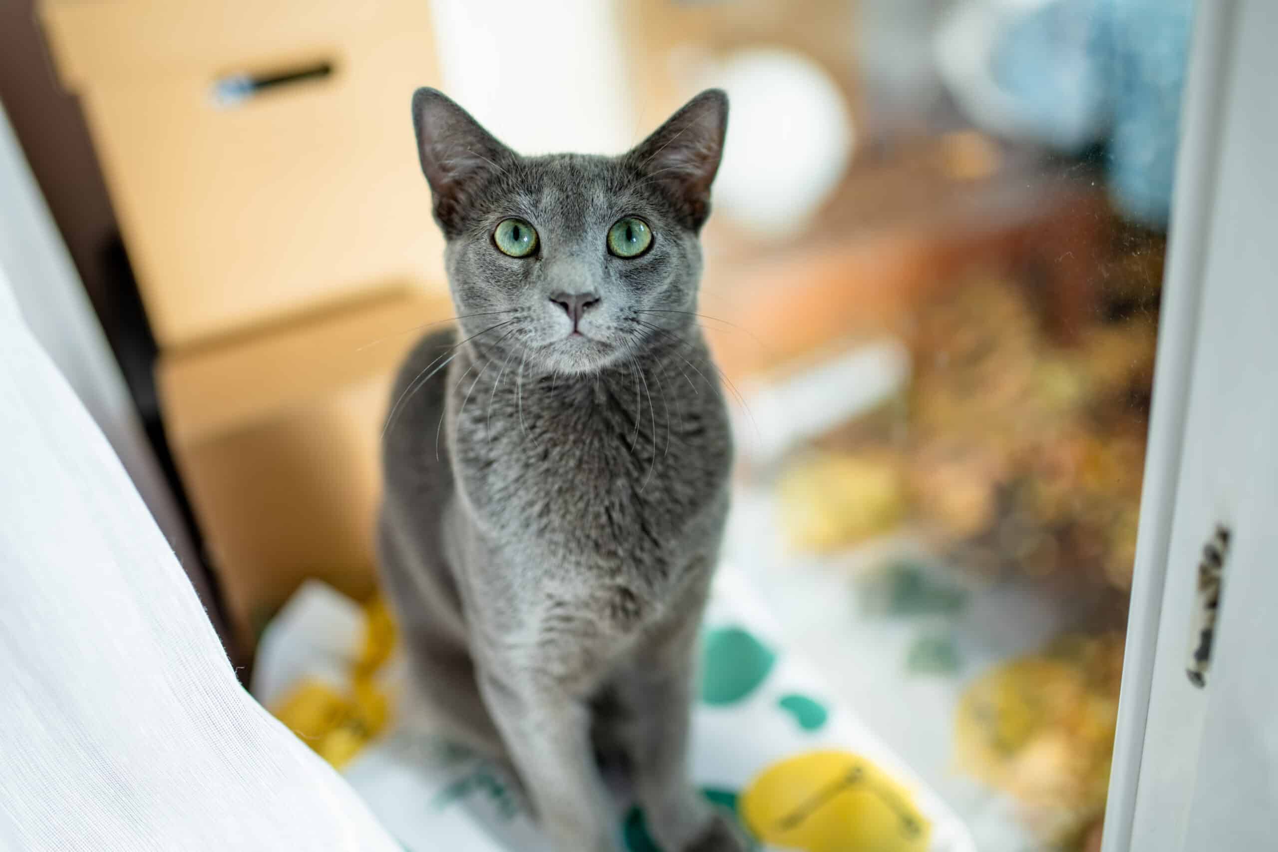 un gatto solo in casa, durata massima