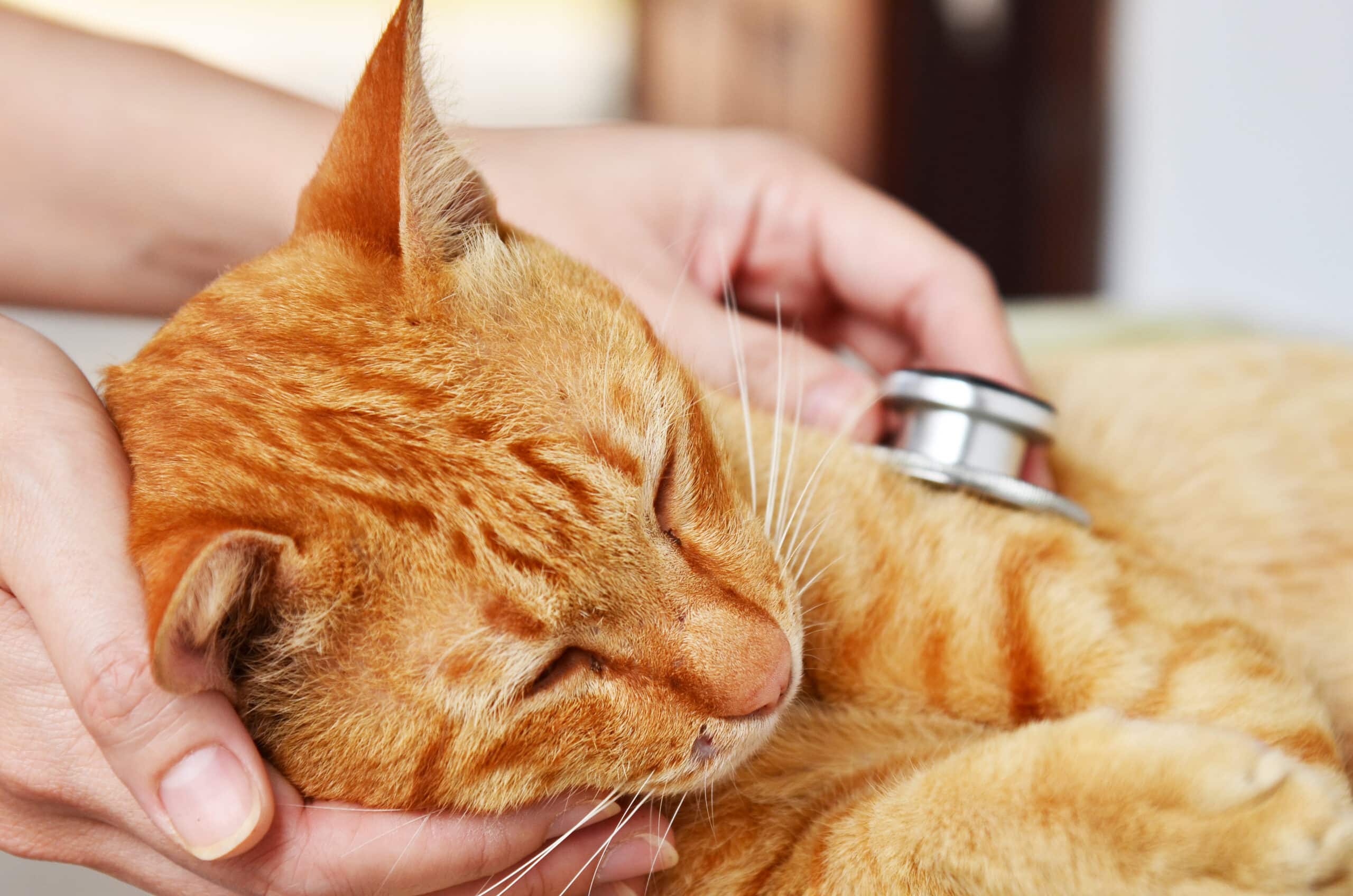 gatti affetti da aterosclerosi