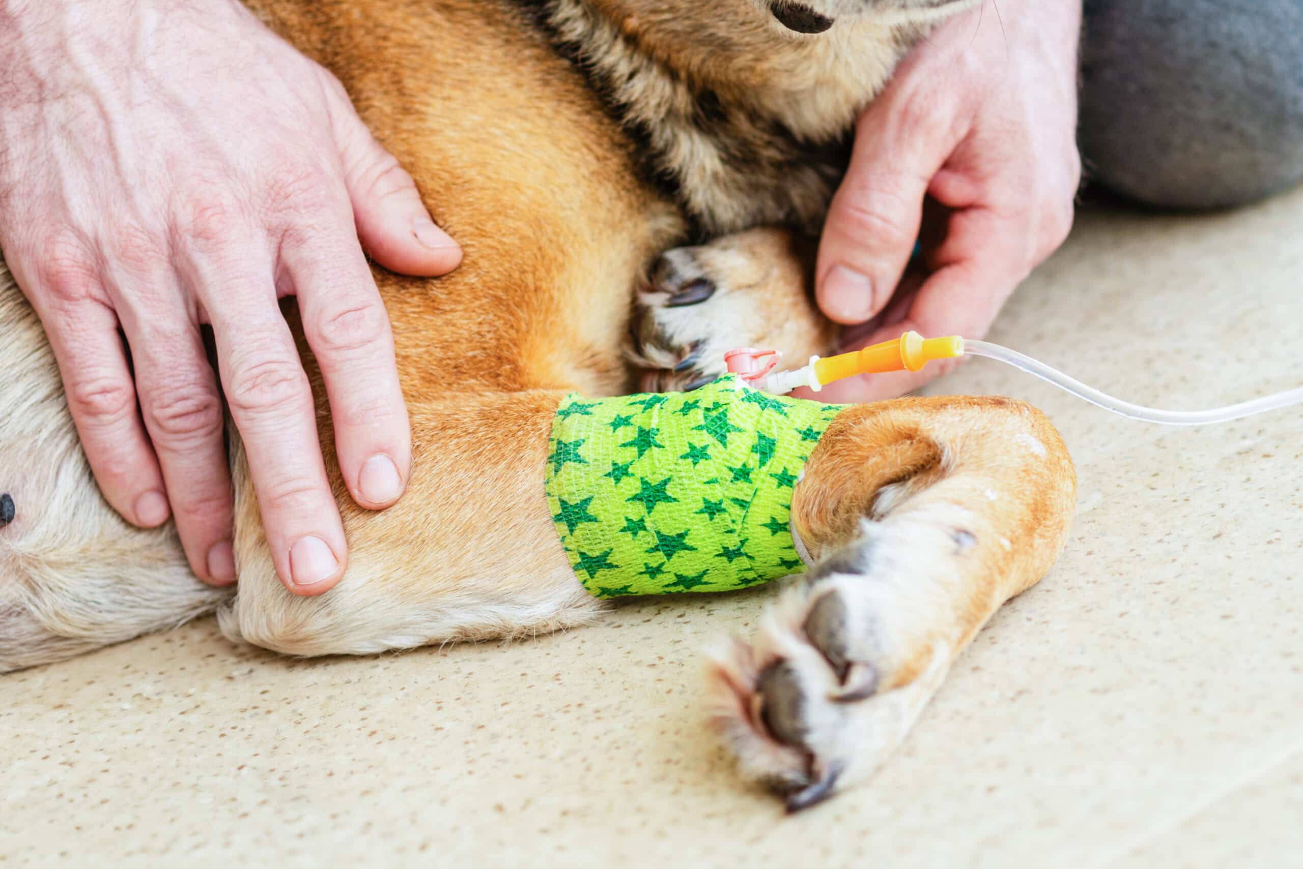Cão com hemangiossarcoma, nova descoberta