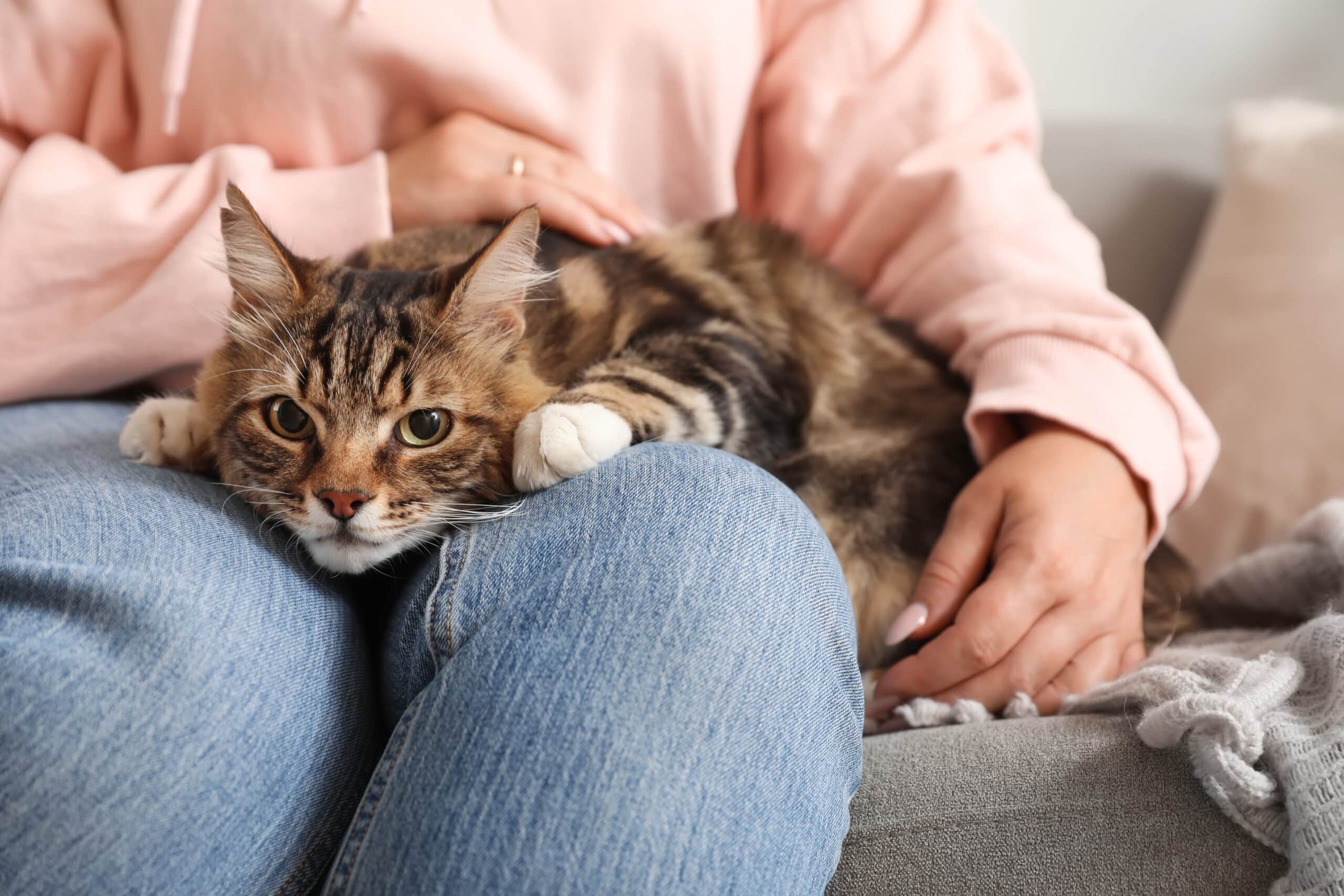 Il gatto sulla sua persona scelta