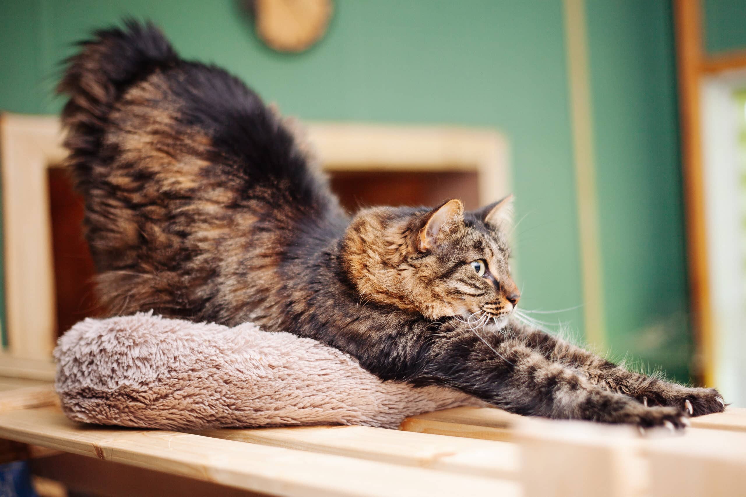 « greeting stretches » , sequenze di allungamenti che il gatto esegue