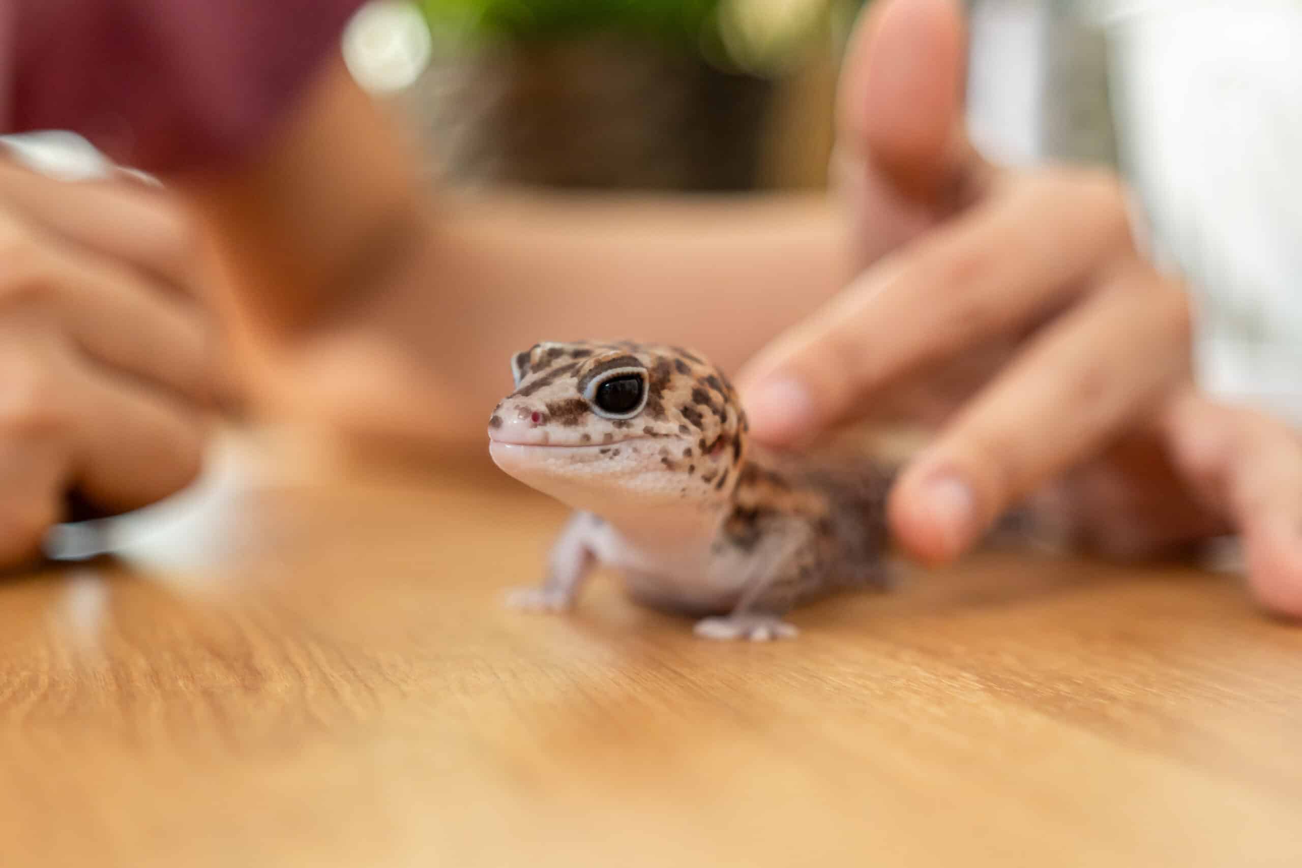 espécie de lagartixa que pode ser encontrada frequentemente em casa