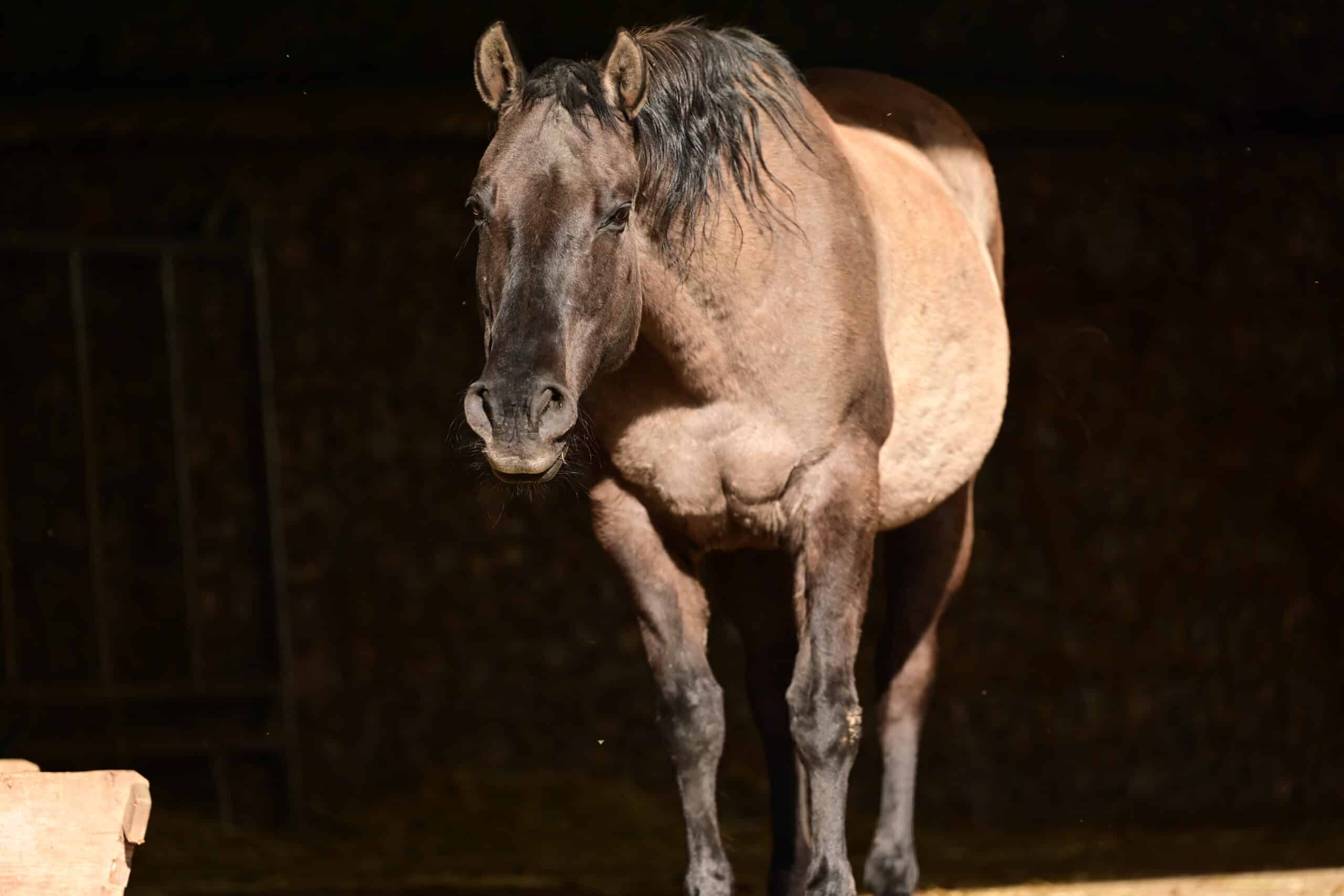 significato cavallo muove la testa su e giù