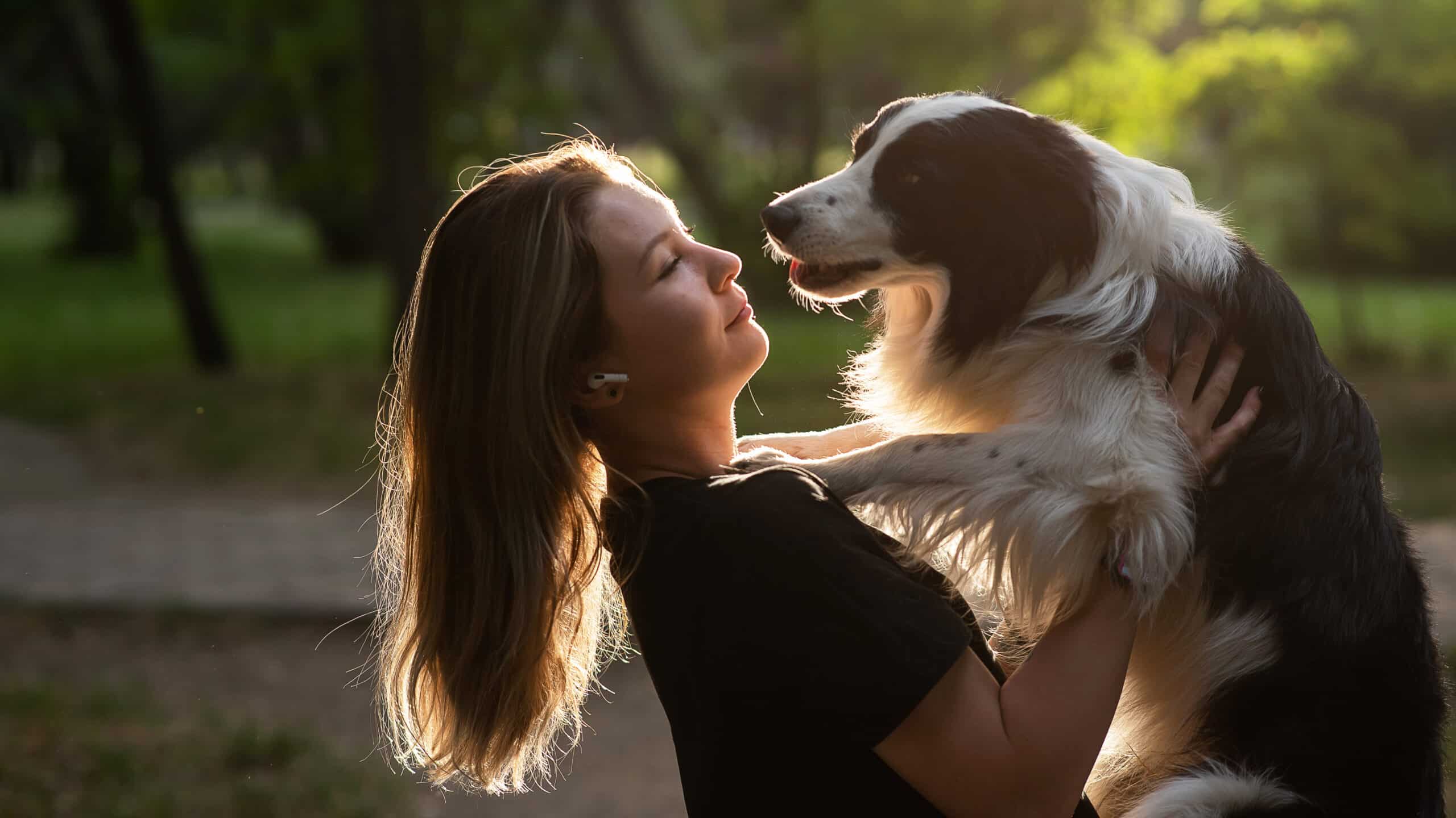 Border Collie con un profondo attaccamento