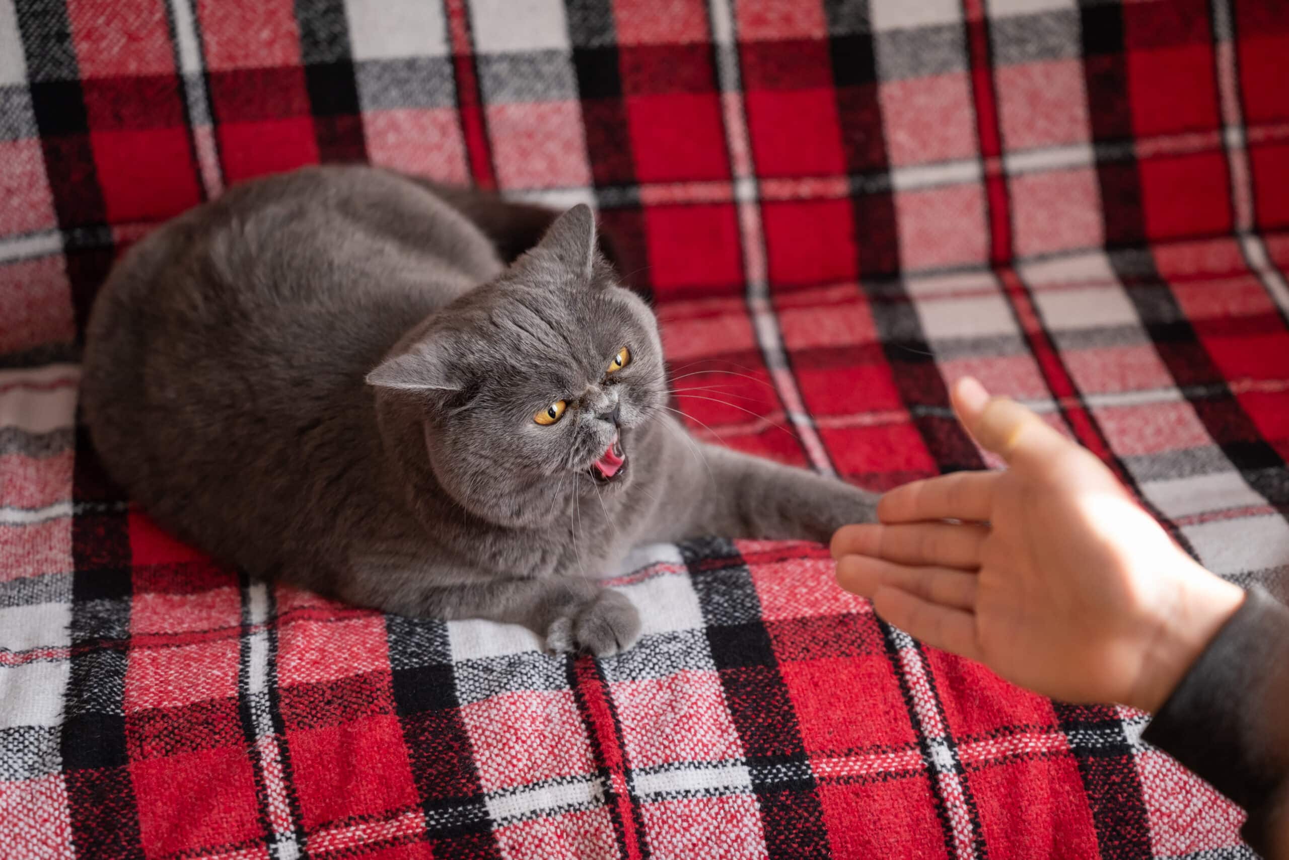capire il gatto come fare