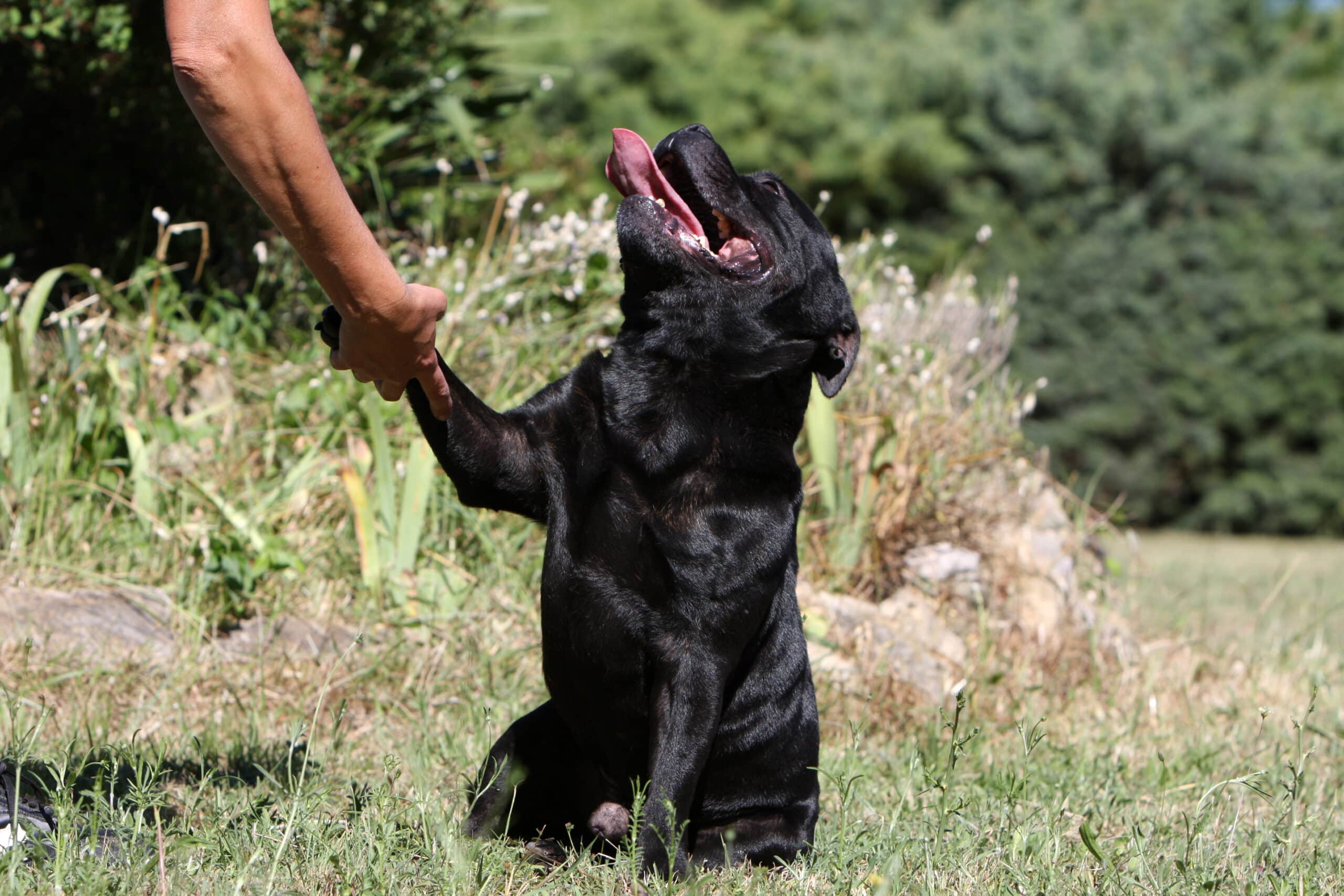 Tendere immediatamente la mano può essere interpretato come un'intrusione dal cane.