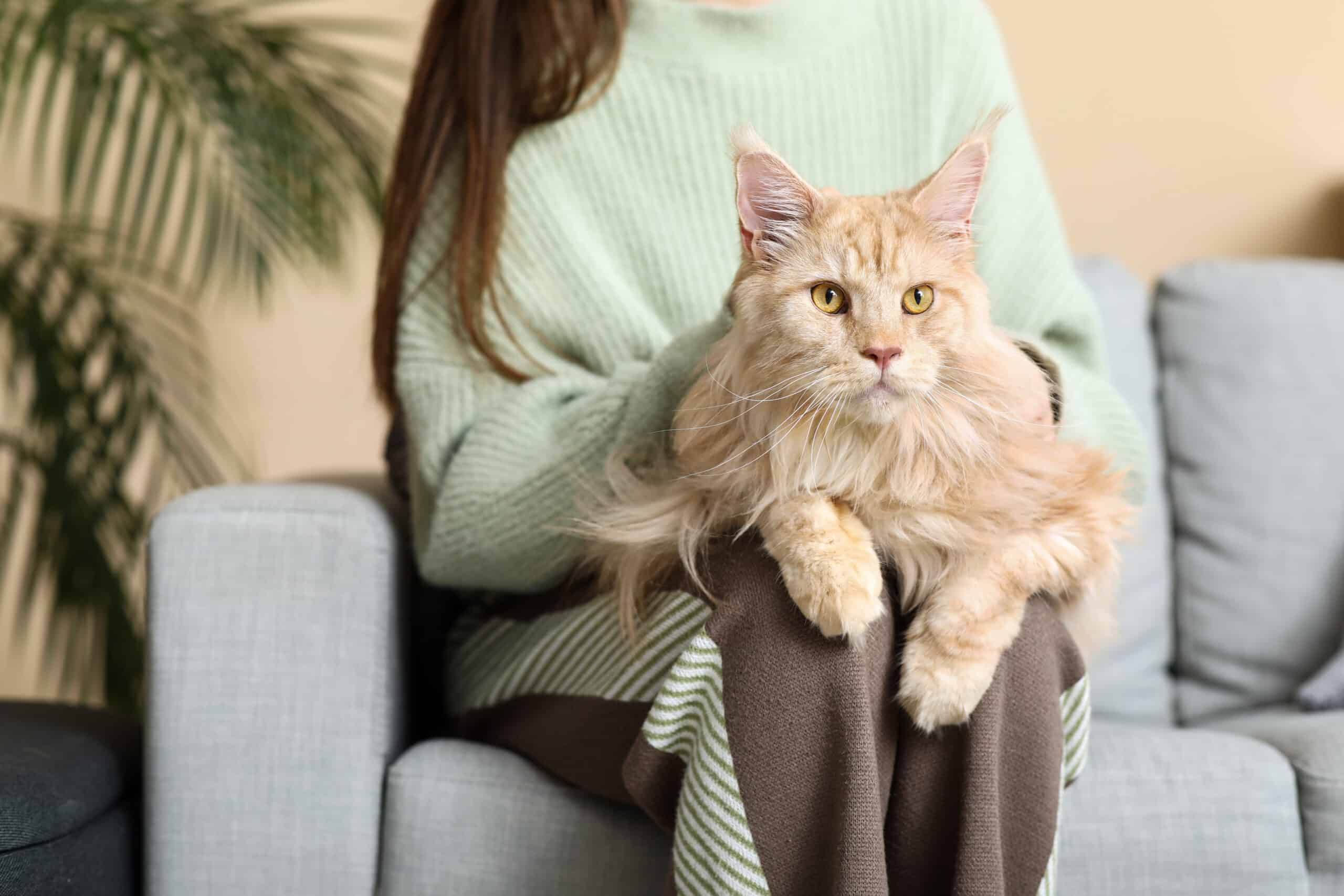 Maine Coon: il gatto gigante Con un peso che può raggiungere gli 11 kg nei maschi,