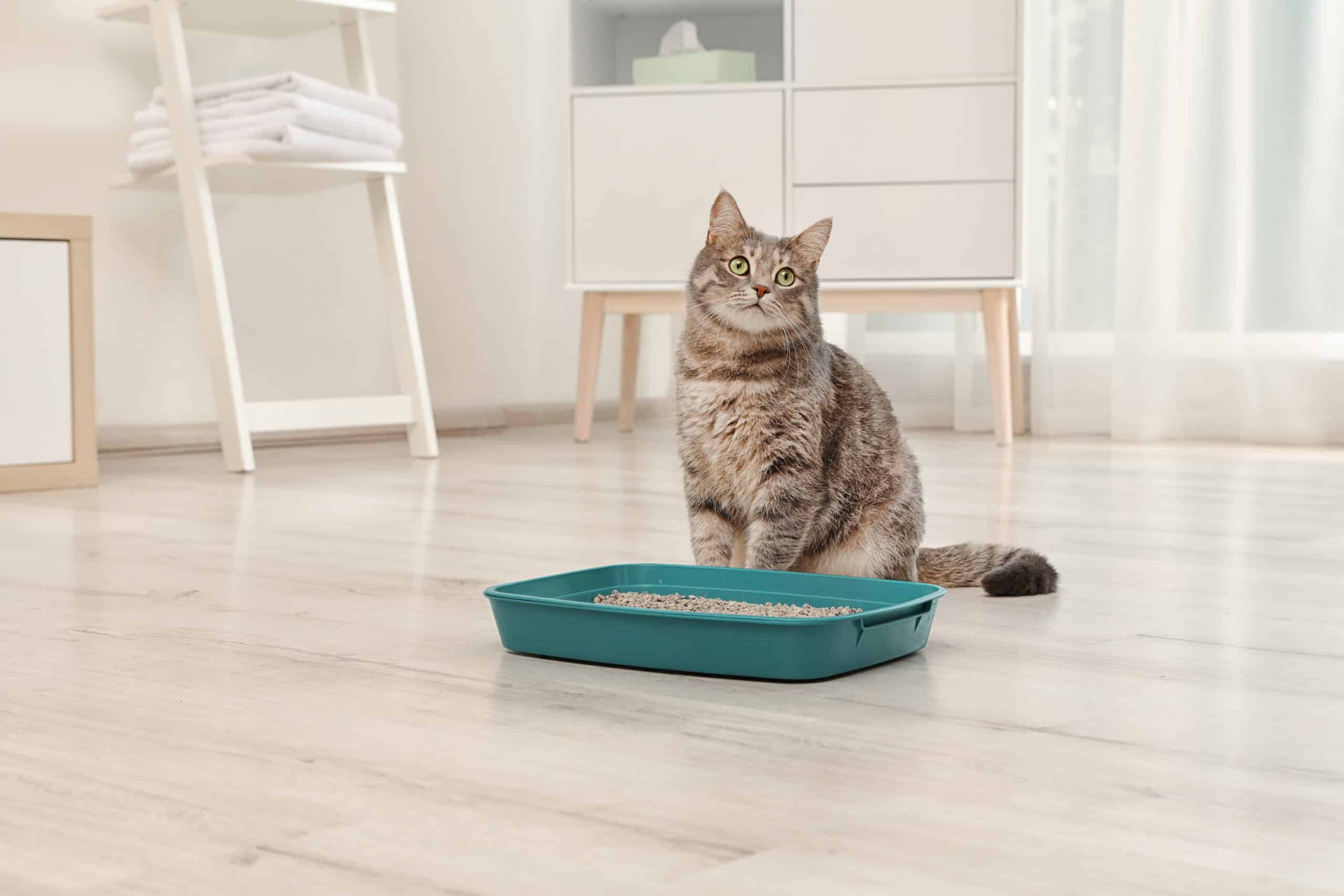 metodo con la lettiera per gatti