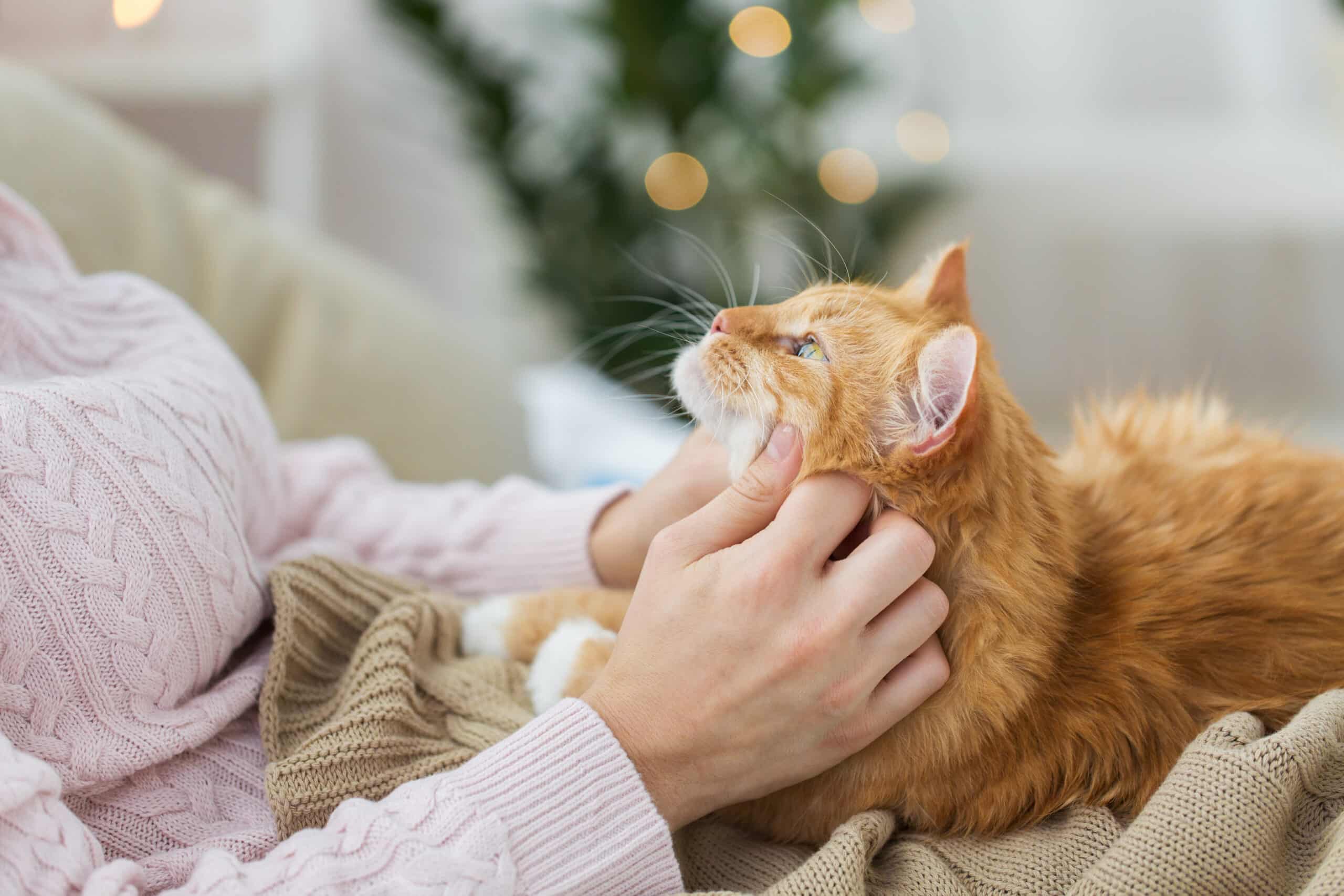 gato que ficou em casa