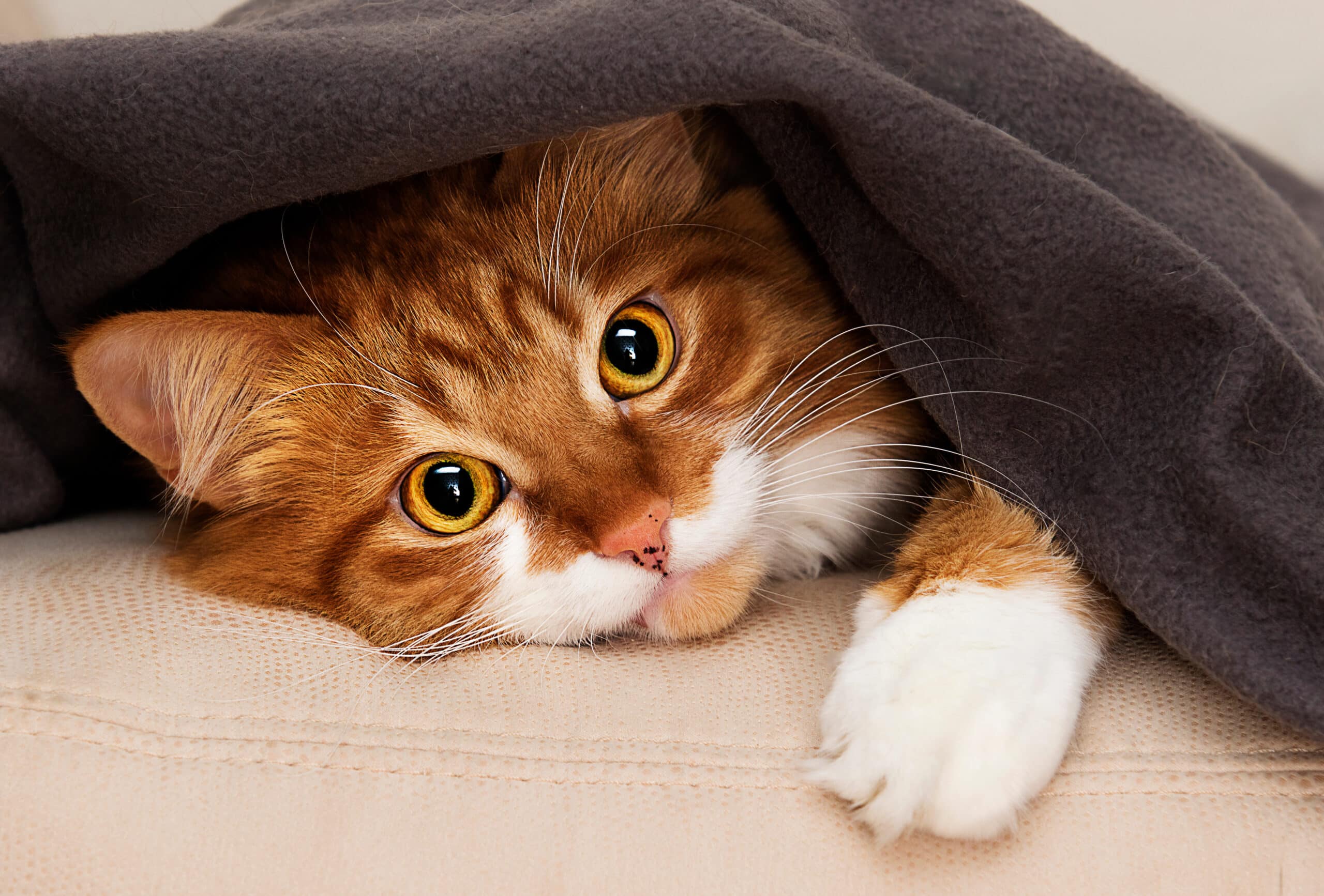 tempo in cui il gatto ha bisogno di essere coperto