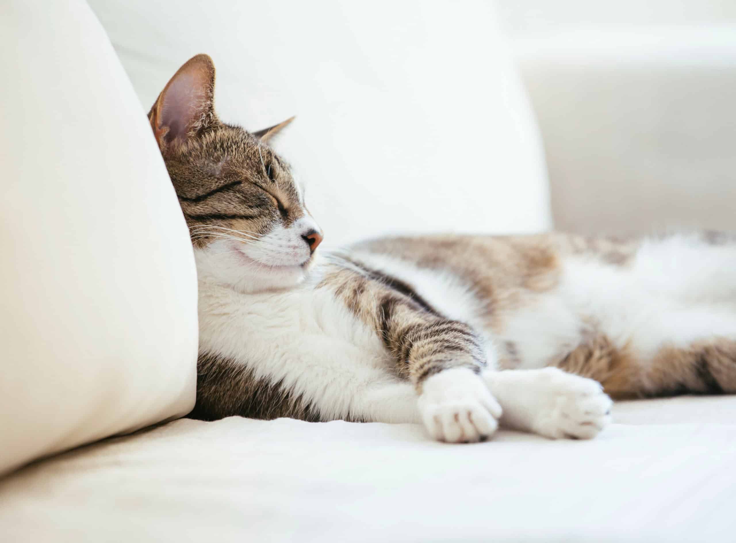 significato gatto che dorme letto