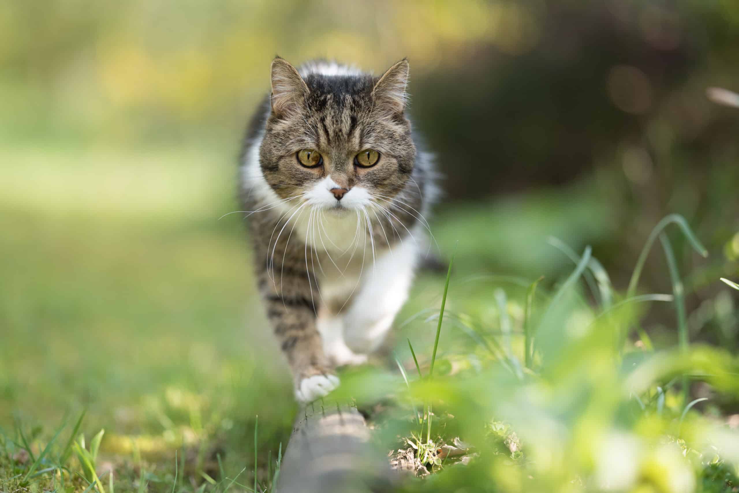 il gatto dimentica il suo padrone