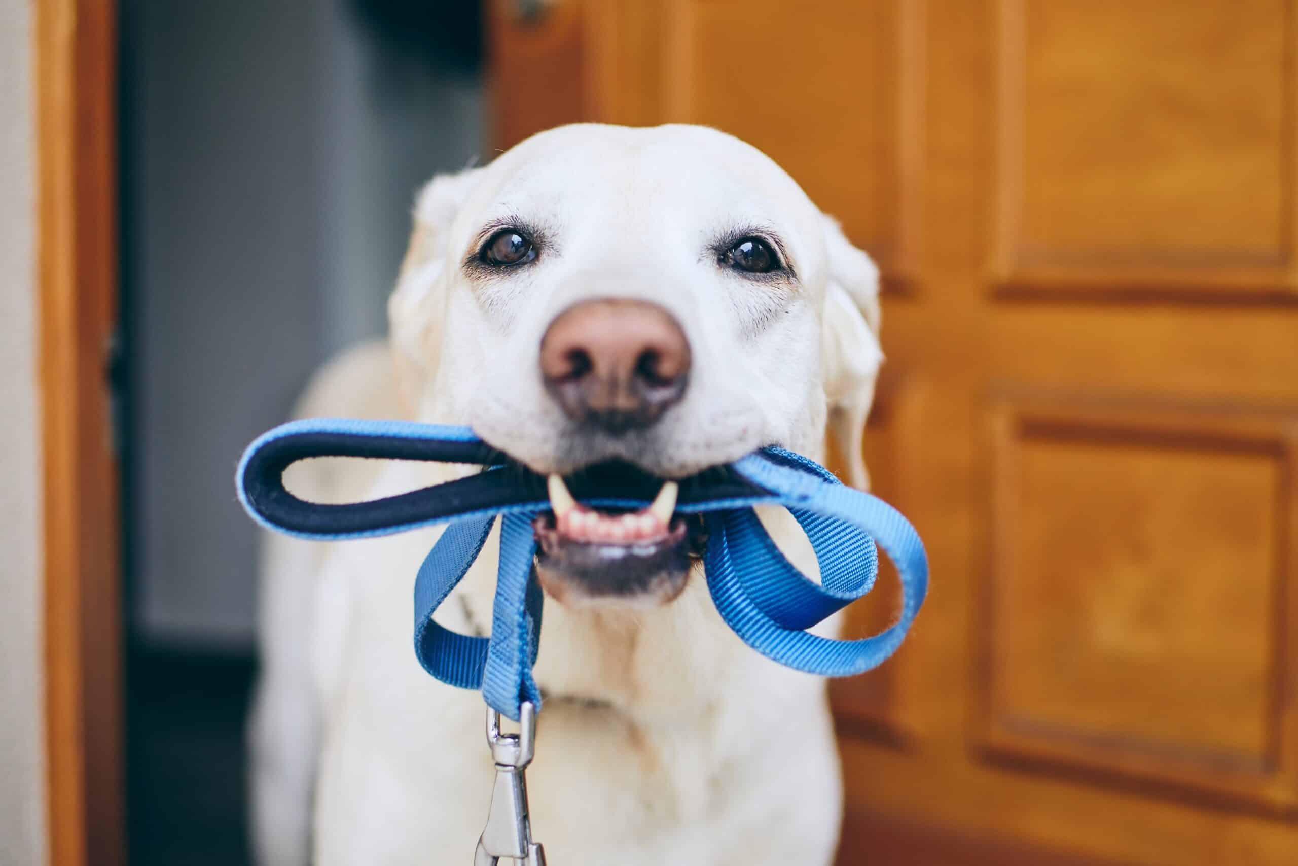 errore da evitare con guinzaglio del cane