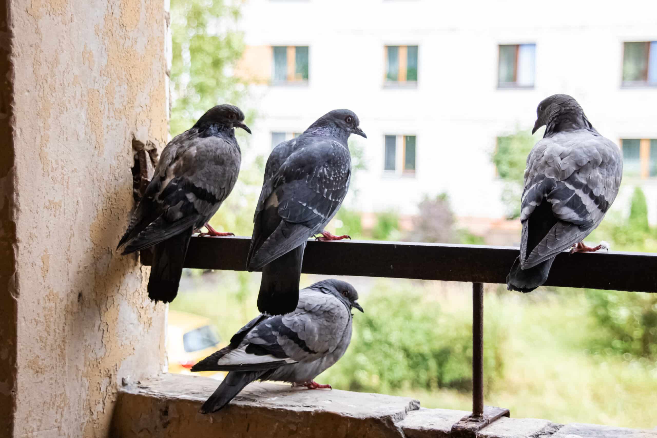allontanare i piccioni dal balcone