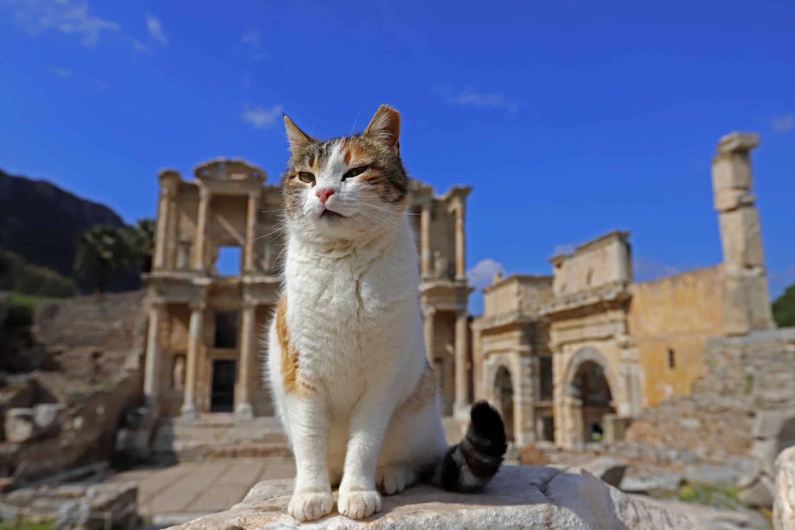 i gatti sono diventati parte integrante dell'accoglienza culturale a Roma e Ercolano