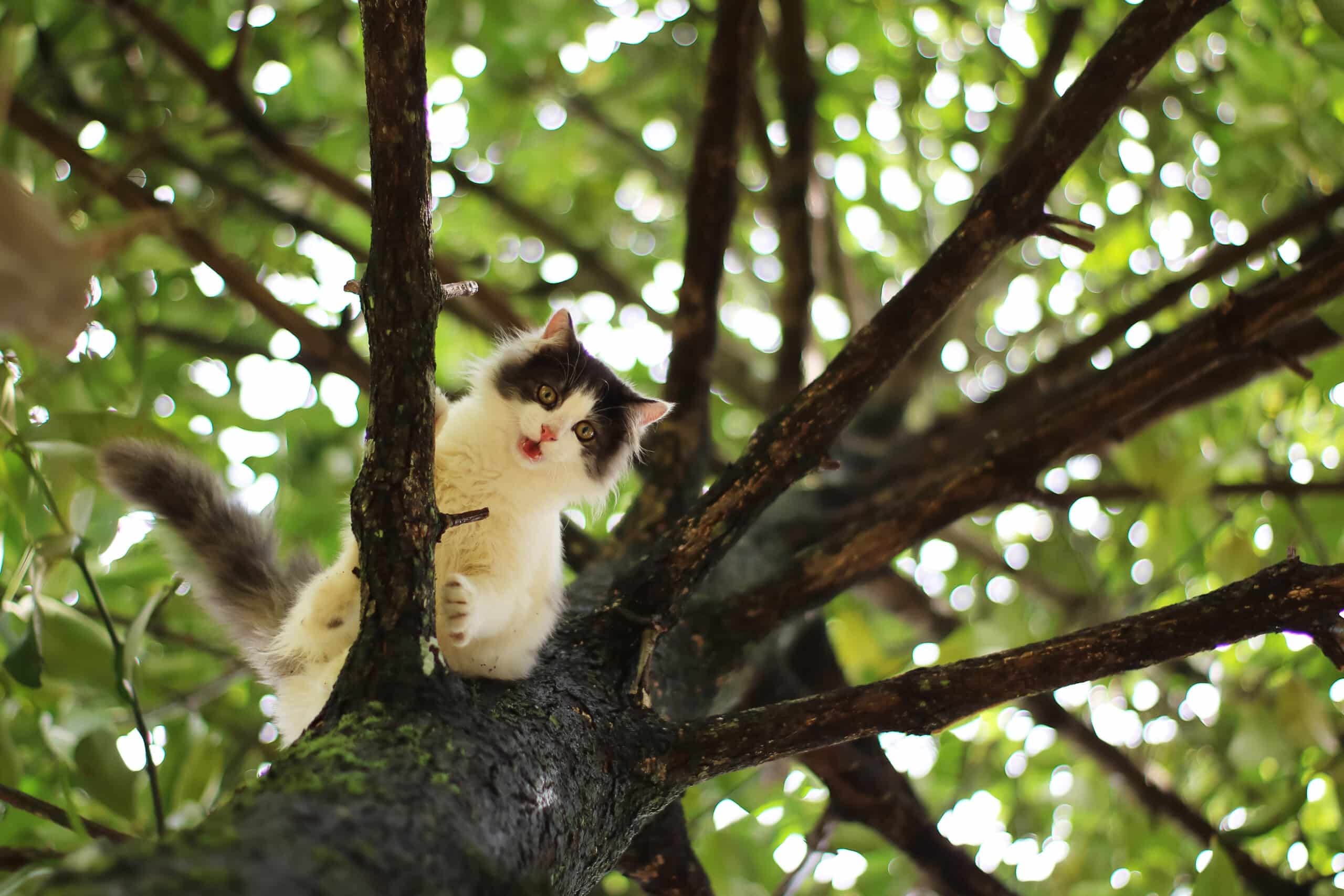 gatti bloccati sugli alberi