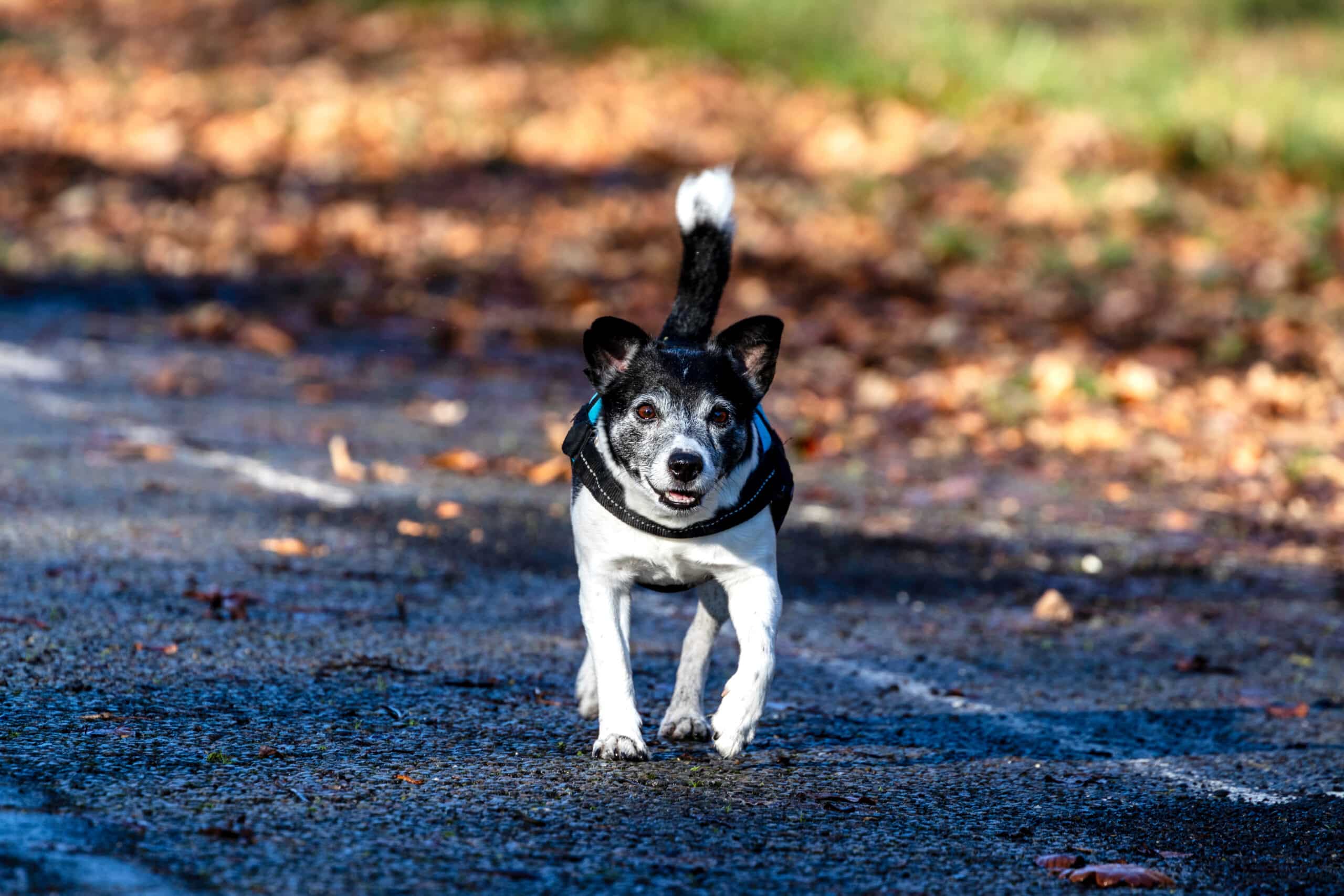 Lasciare il proprio cane senza guinzaglio è pericoloso per tutti.