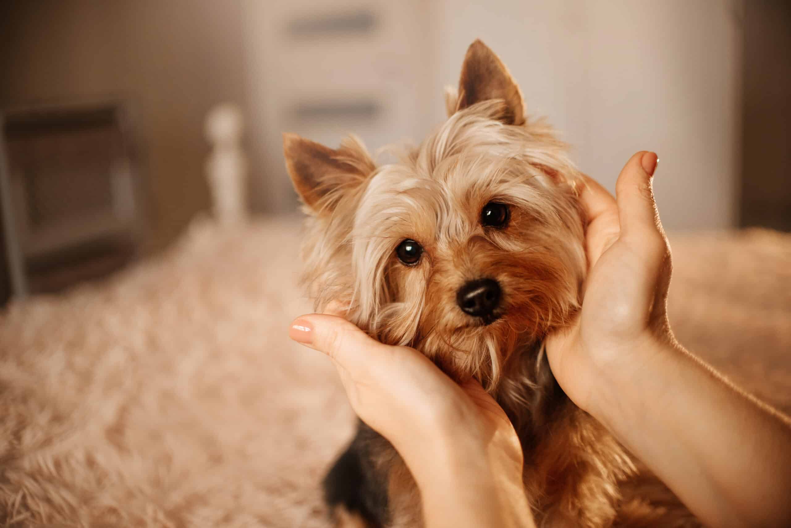 rendere felice il cane accarezzandolo