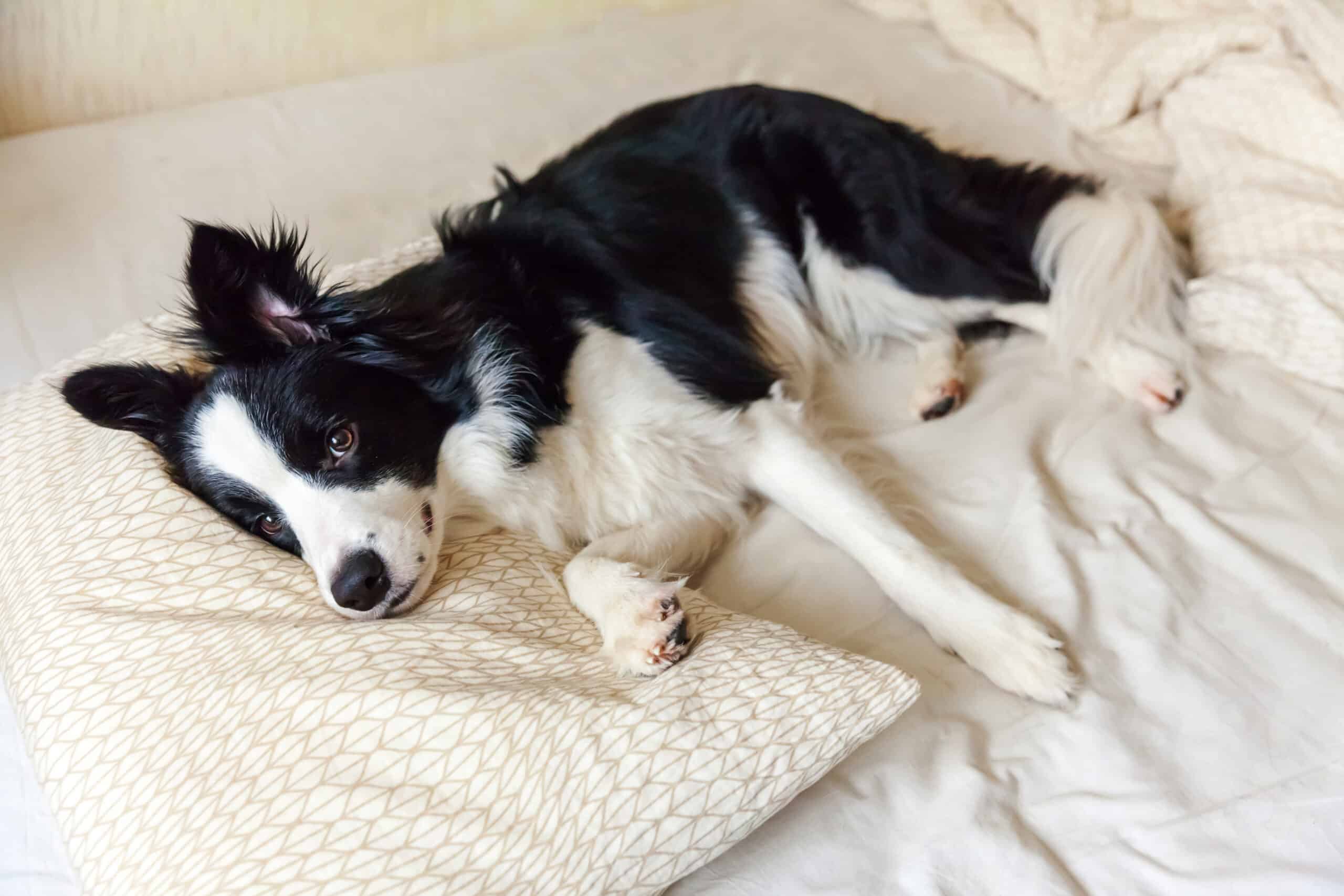 Cani con insonnia dovuta allo stress