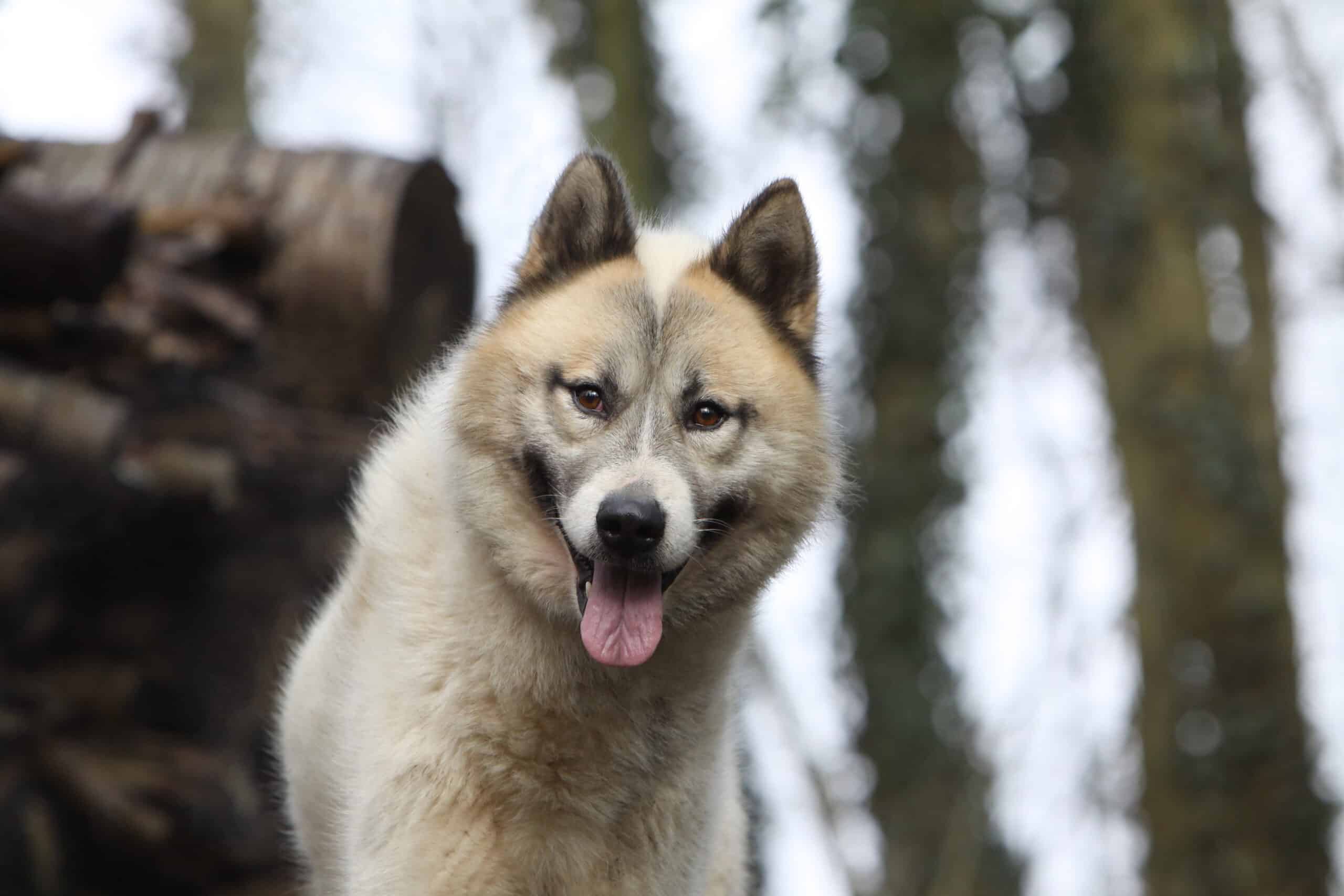Le origini dei cani della Groenlandia