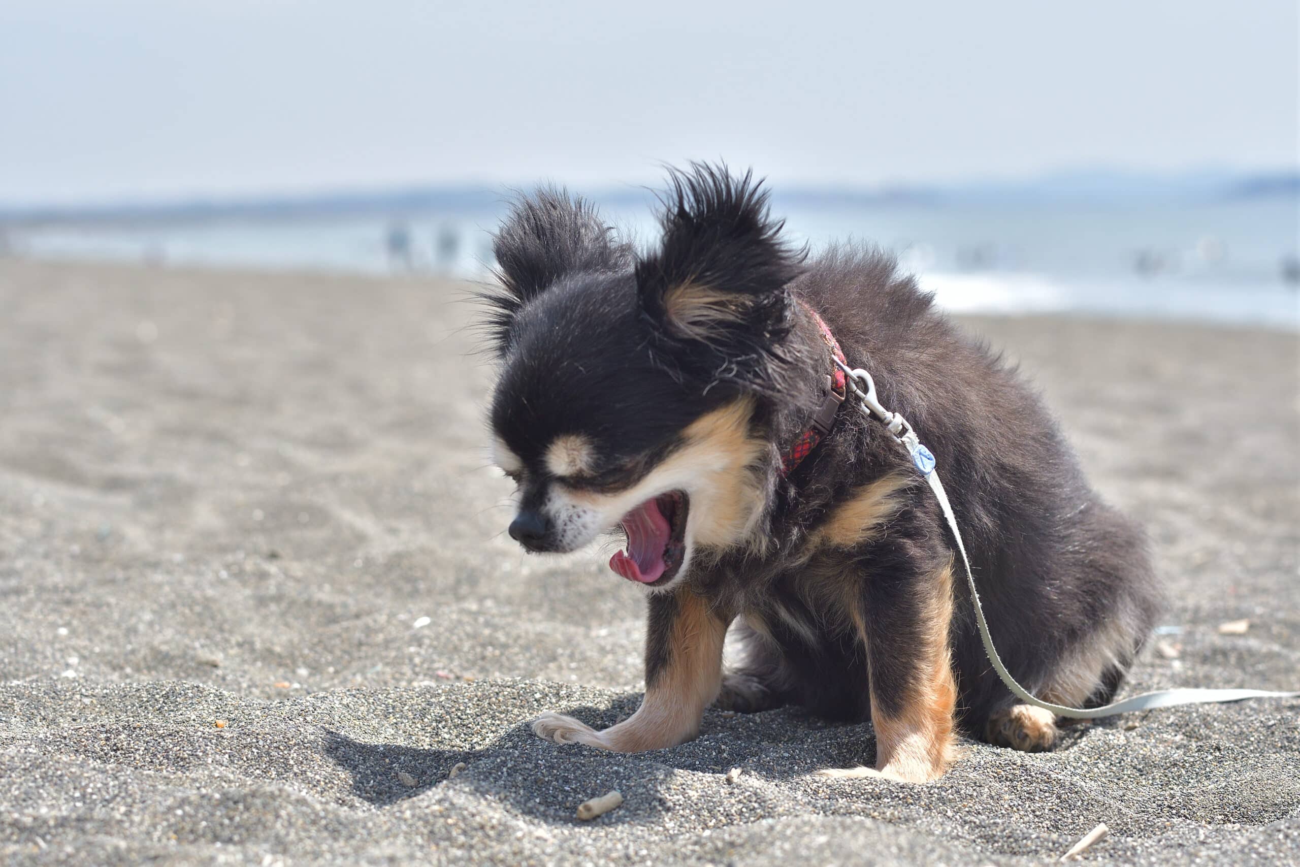 causa dello starnuto del cane