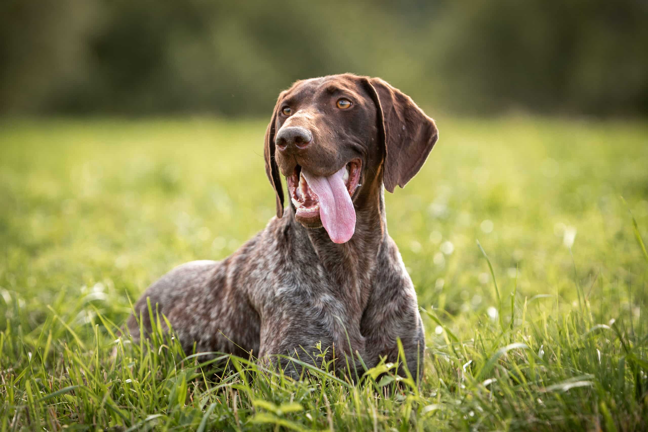 caratteristiche del pointer inglese