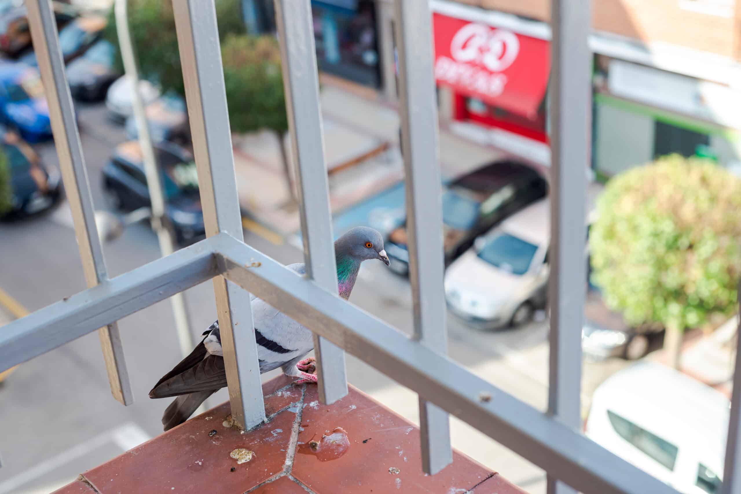 spruzzare il balcone affinché i piccioni non tornino più