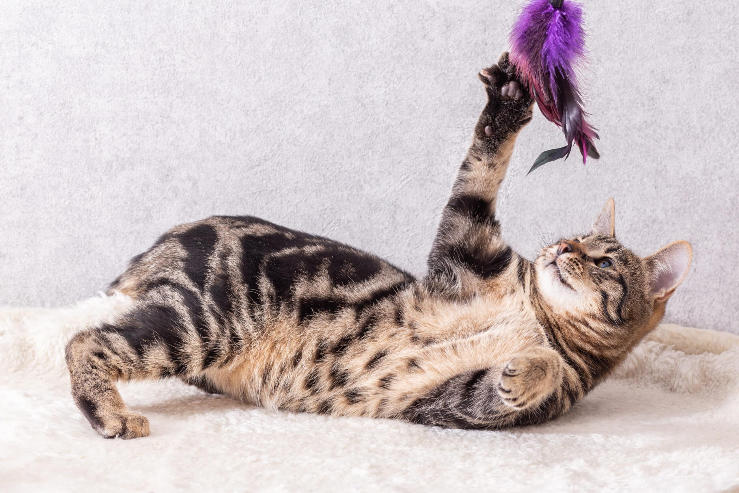 Il gatto ama giocare con le piume