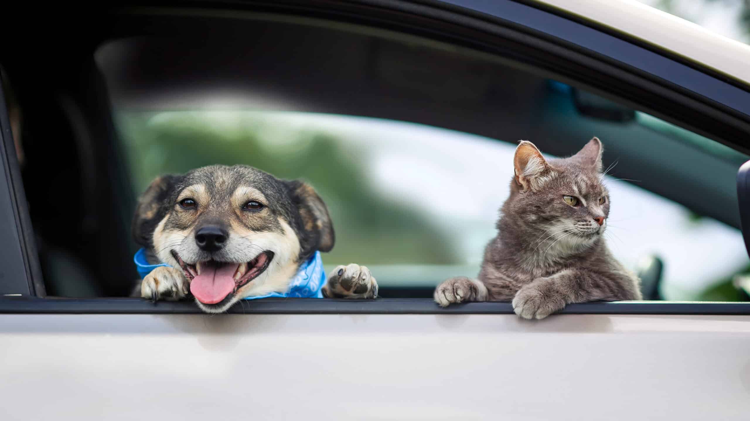 Cosa fare prima di viaggiare in auto con cani e gatti